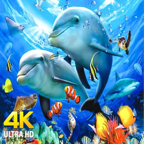 Aquário 4K VIDEO (ULTRA HD)