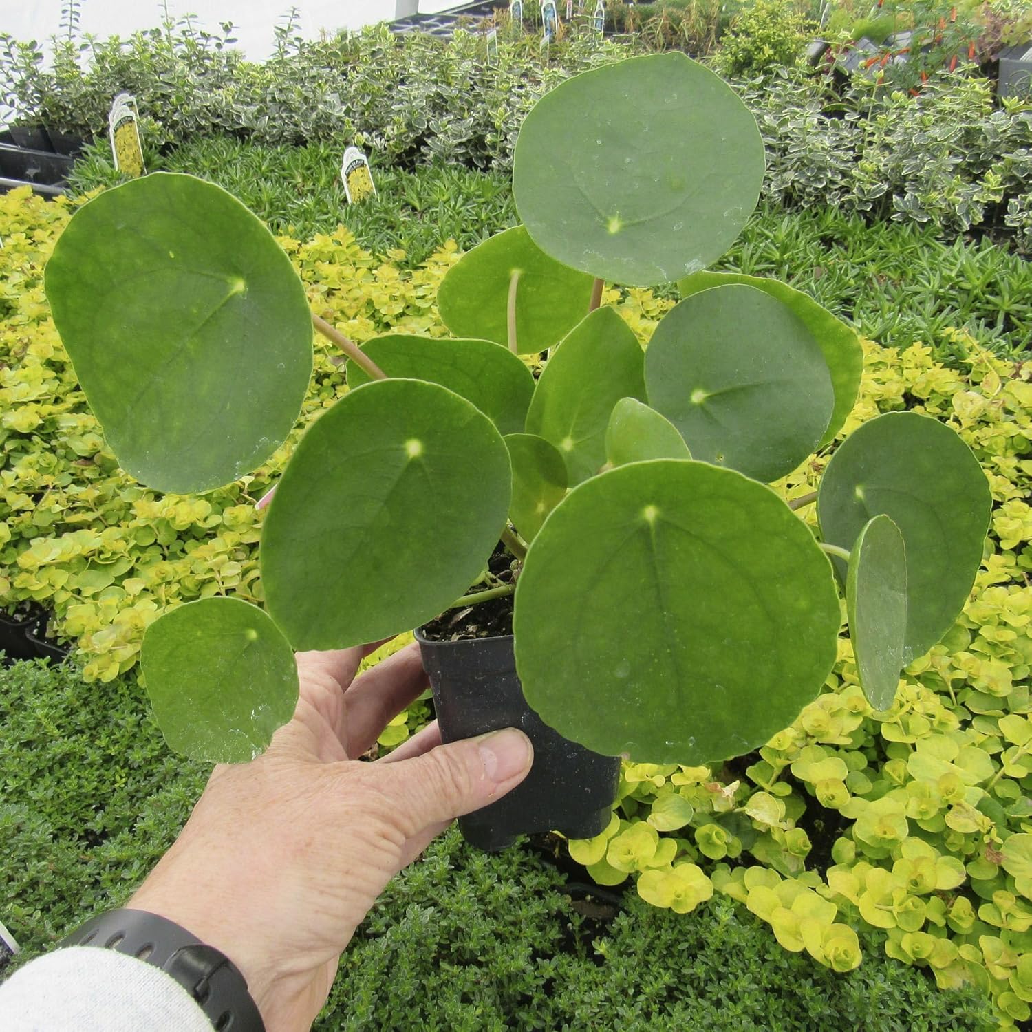 Pilea peperomioides, Chinese Money, Pancake, or Sharing Plant, houseplant, Perennial with Architectural Interest for Indoor feng Shui, Container Size: 3" (2.6x3.5)