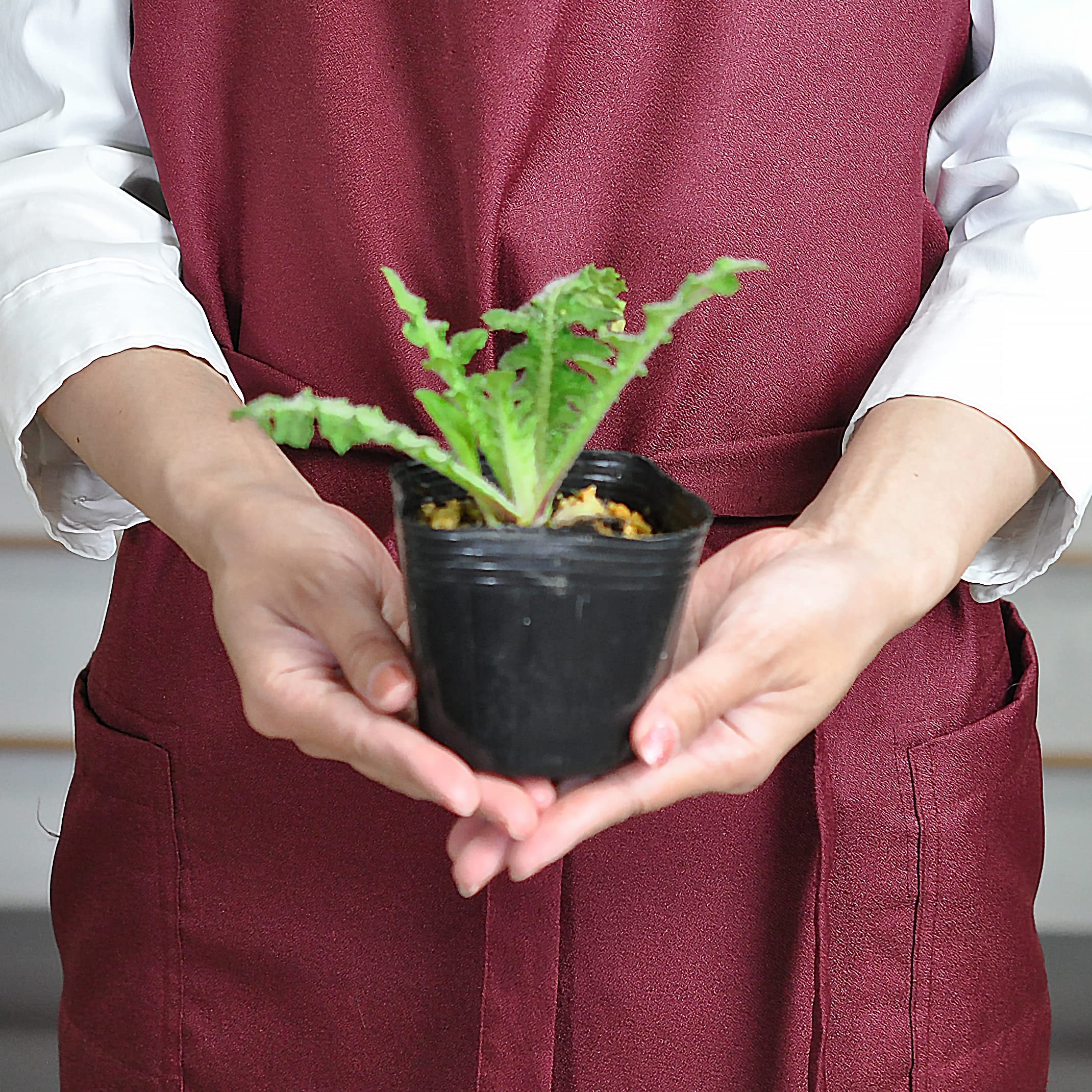 Amazon.co.jp: 盆栽妙 ノアザミ 野アザミ 野薊 山野草 花 苗 : DIY