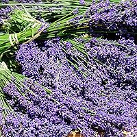 Vista 2 de Outsidepride Lavandula Angustifolia Lavanda Hidcote Plantas de jardín de hierbas aromáticas - 2000 semillas