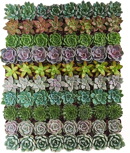 Shop Succulents Rosette - Paquete de plantas suculentas a granel, colección a granel, mini plantas suculentas vivas, fácil cuidado, plantas de