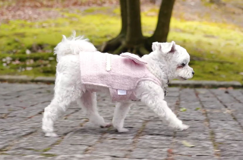Amazon | ツイードリボン ワンピース ピンク S 犬服 わんちゃん ドッグ