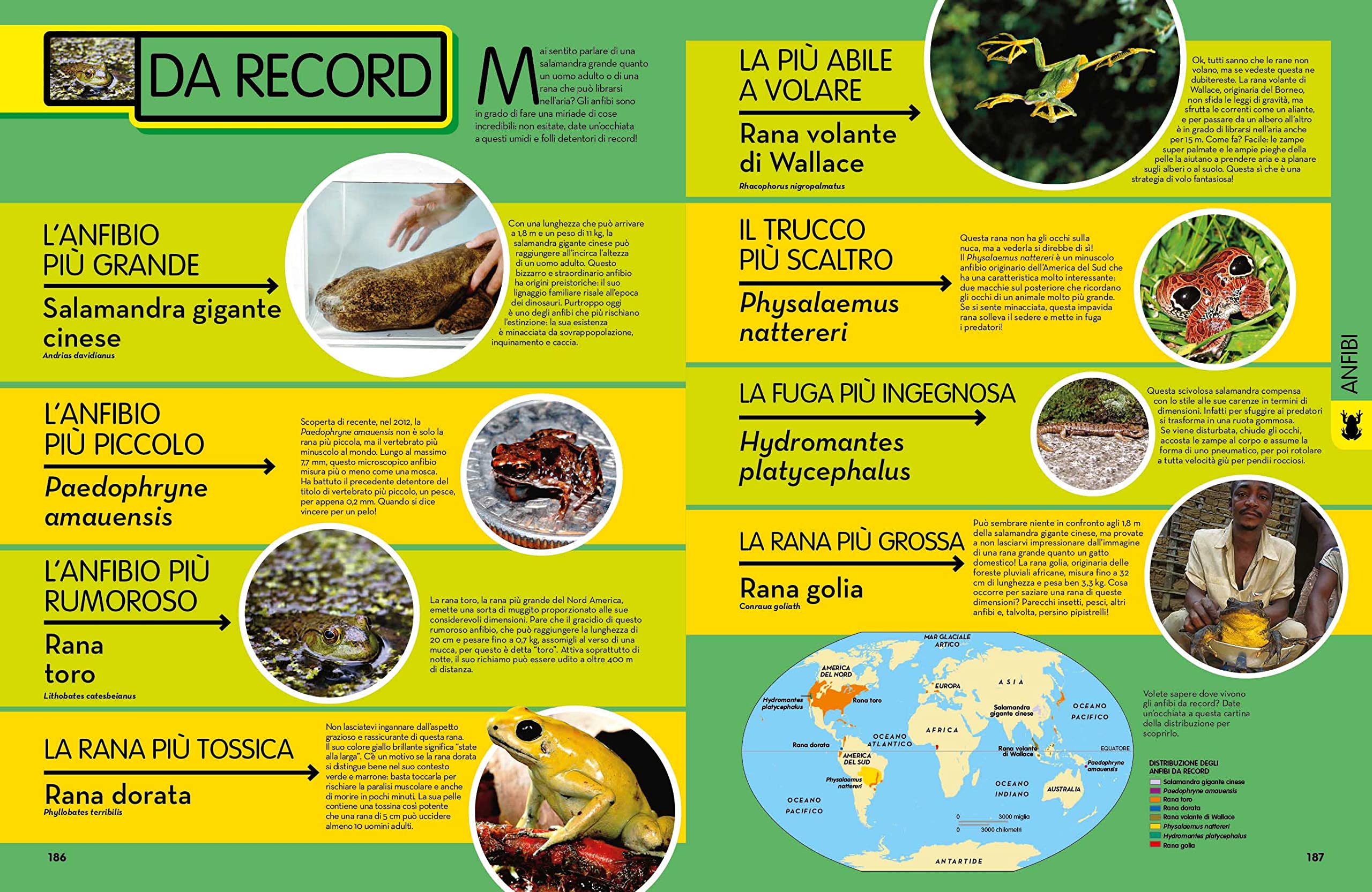 NATIONAL GEOGRAPHIC KIDS - La Grande Enciclopedia Degli Animali | Guida Illustrata per Bambini | Educazione e Divertimento | Scoperta della Fauna