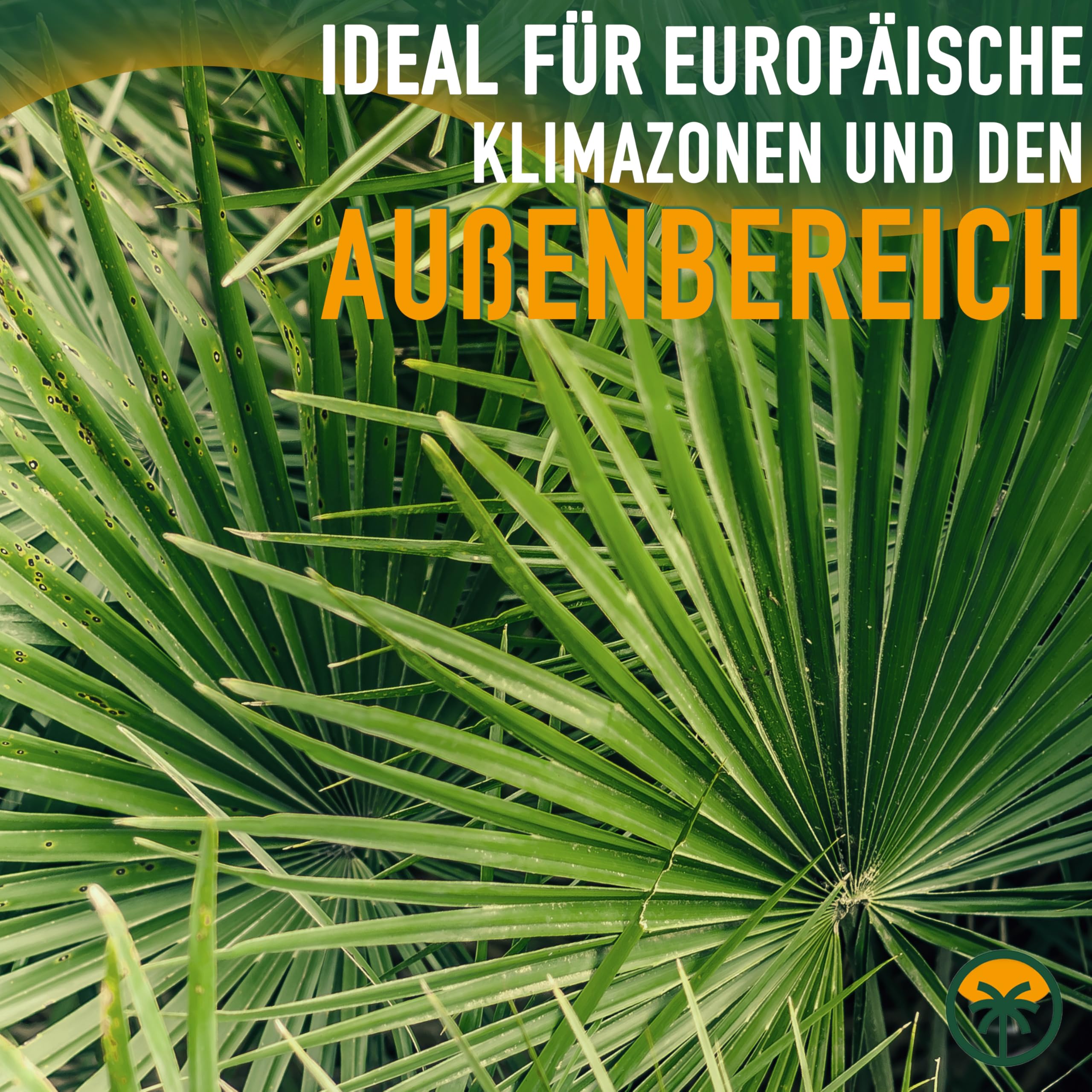 Chamaerops Humilis - Europäische Zwergpalme - Immergrüne winterharte Palme - 80 cm hoch inklusive Topf