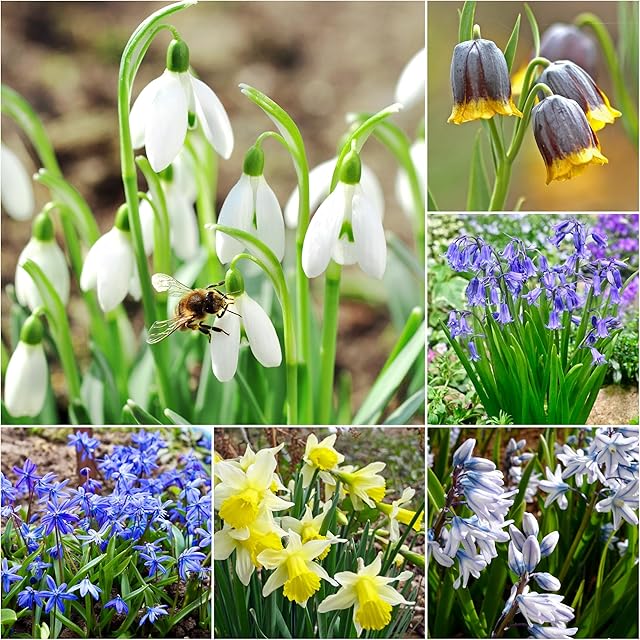 30 x Woodland Naturalising Bulbs Collection - Winter to Spring Flowering Bulbs - Snowdrops, Bluebells, Fritillaria, Wild Daffodils, Puschkinia, Scilla, for Planting Now UK - Free UK P&P