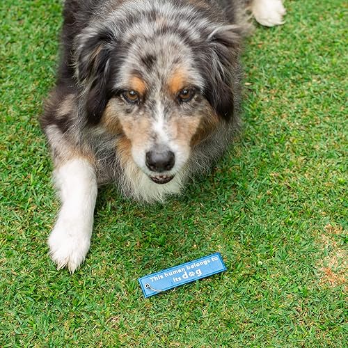 Miniatura 3 de MotoLoot Llavero de perro para cachorros, llavero para llaves, regalo, regalo y amante de los perros (este humano pertenece a su perro), Este ser