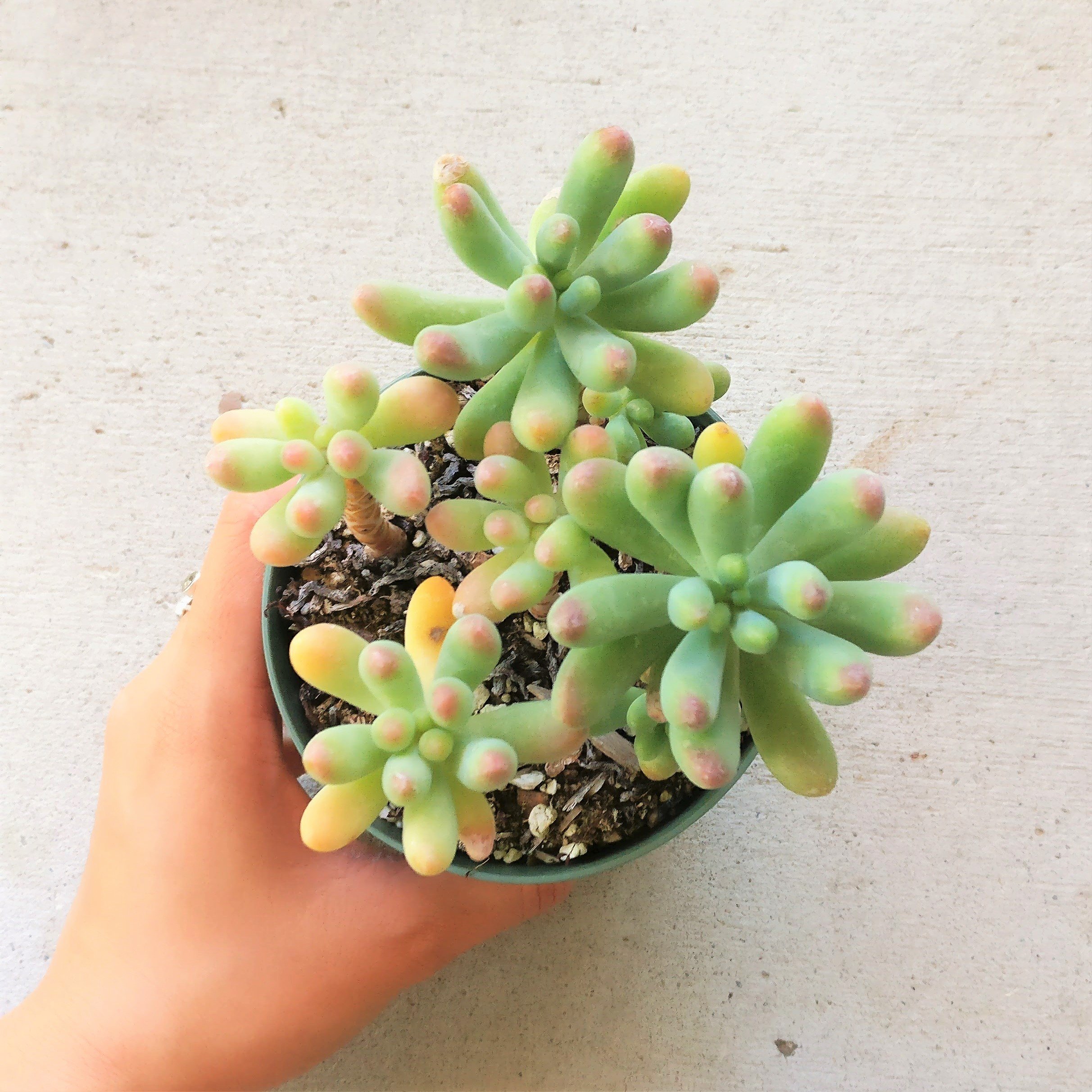 Amazon.com : Sedum pachyphyllum Succulent Jelly Bean Pork and Beans Plants  (4 inch) : Patio, Lawn & Garden