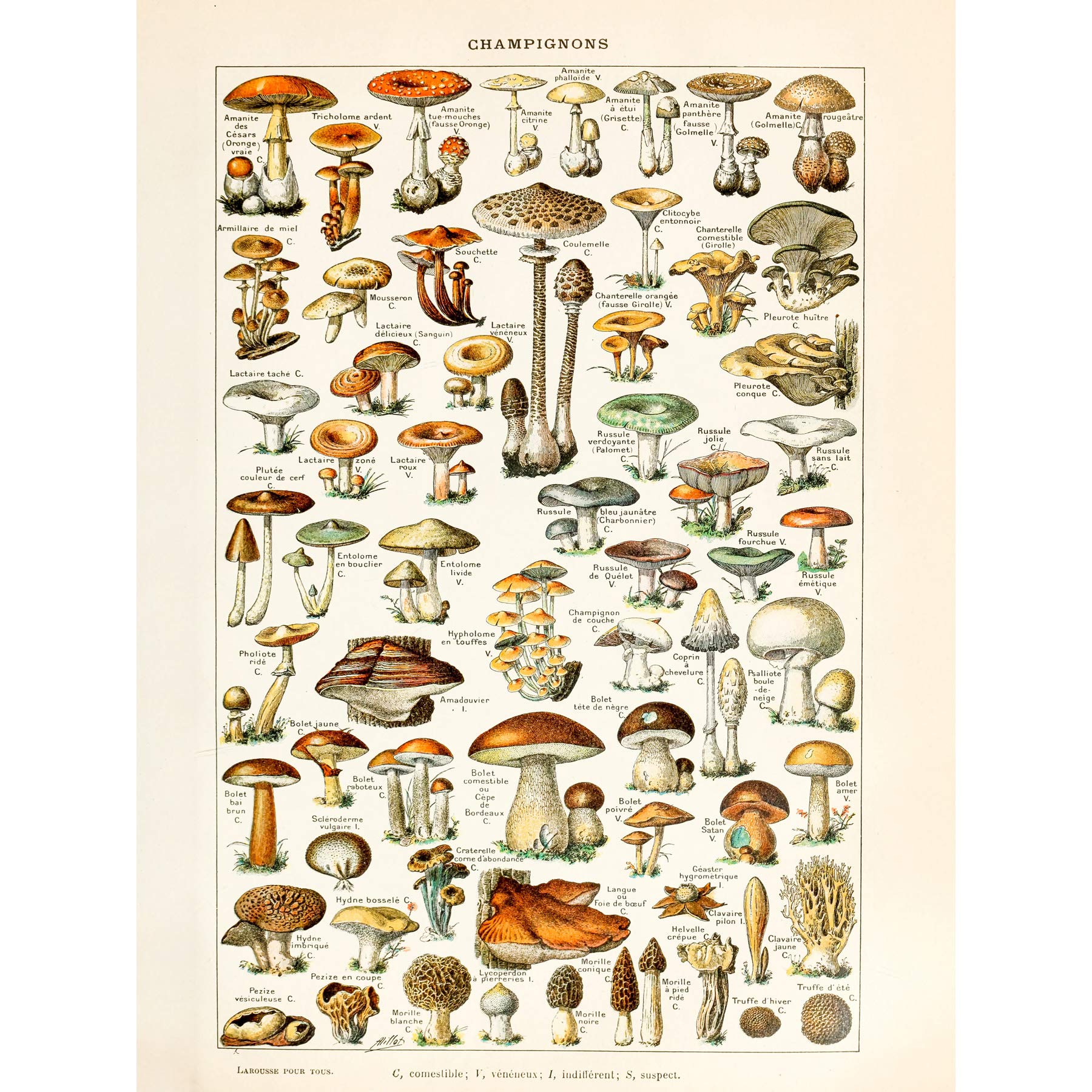 Artery8 Millot 19th Century Mushrooms Encyclopedia Page Premium Wall Art Canvas Print 18X24 Inch