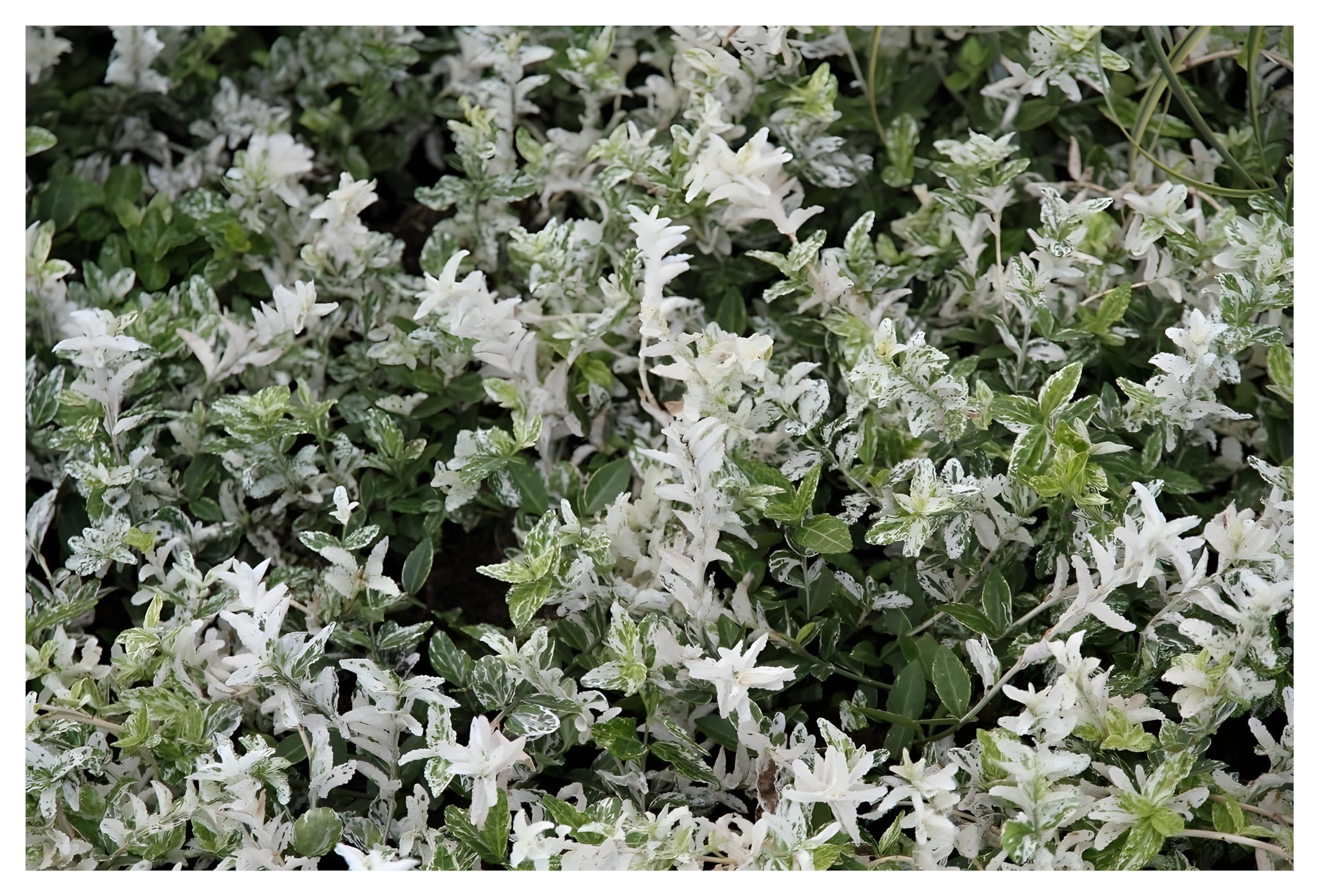 10 x Euonymus Fortunei 'Harlequin' (Groundcover, Hardy, Perennial,  Perennial, Evergreen) White Green Spindle Shrub - Great for Small Hedges -  Exceptional Leaf Colouring - by Stauden Gnge : Amazon.de: Garden