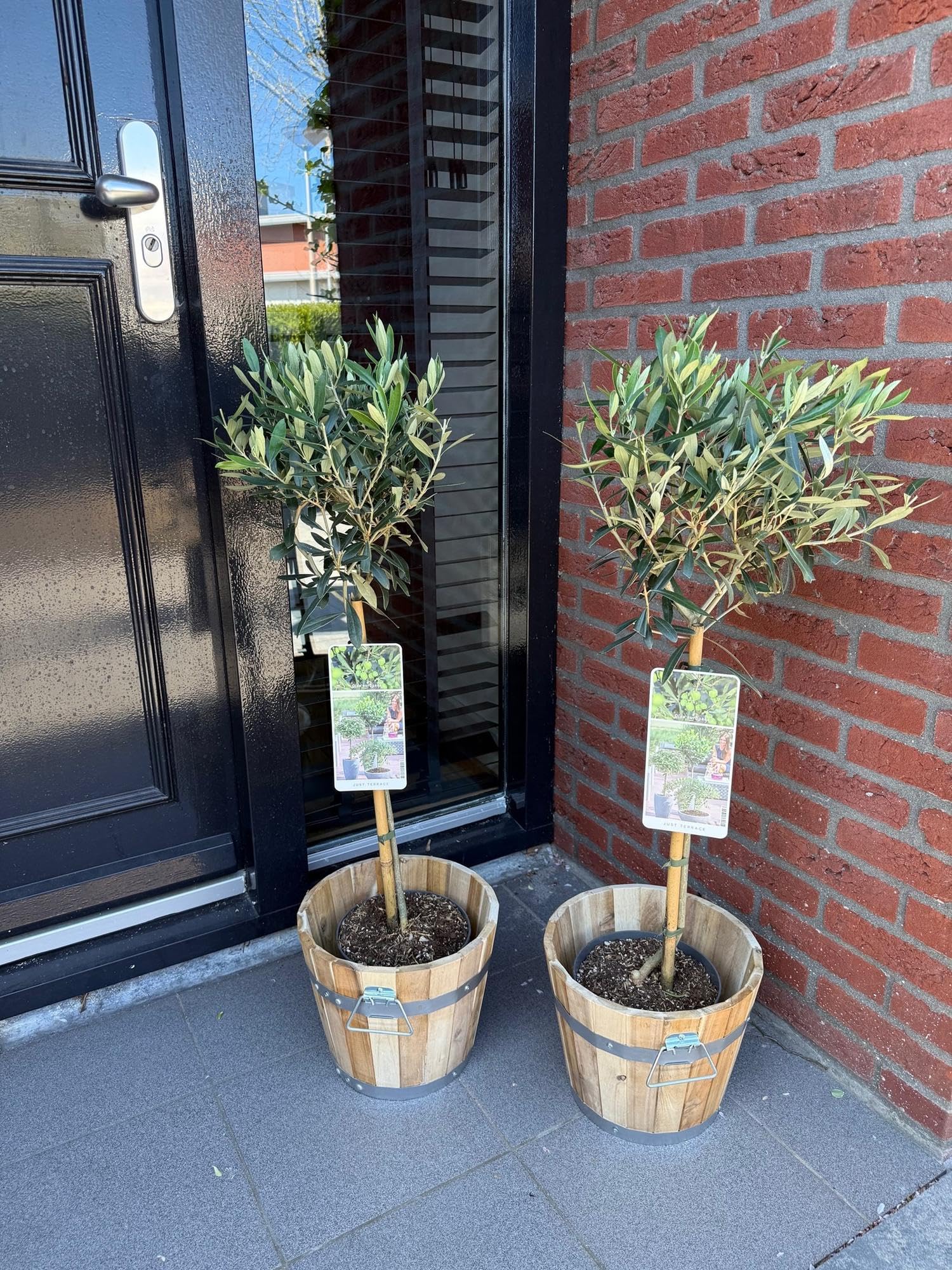 Olea Europaea Drzewo oliwne na pniu, wiecznie zielona roślina tarasowa, łatwa w pielęgnacji, Ø 19 cm, wysokość ok. 90 cm, śródziemnomorski styl, na balkon i do ogrodu
