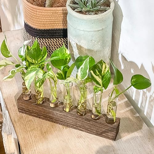 Miniatura 8 de KAXYEW Estación de Propagación de Plantas de Escritorio de Vidrio con Tubo de Ensayo, Terrario de Plantas en Soporte de Madera para Plantas