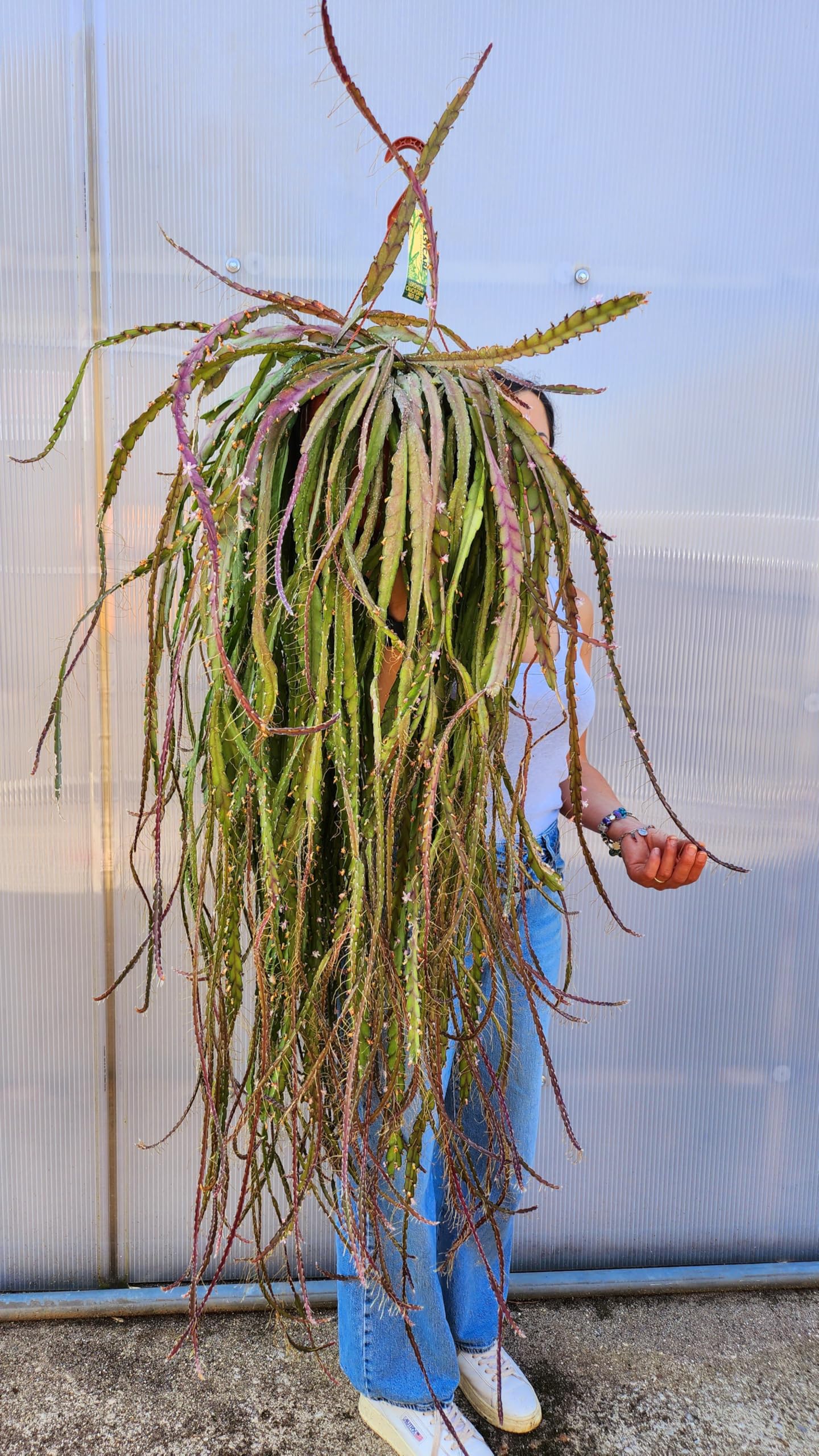 POWERS TO FLOWERS - LEPISMIUM CRUCIFORME RED TIP, BASKET, ESEMPLARE XXXL!!!, pianta vera