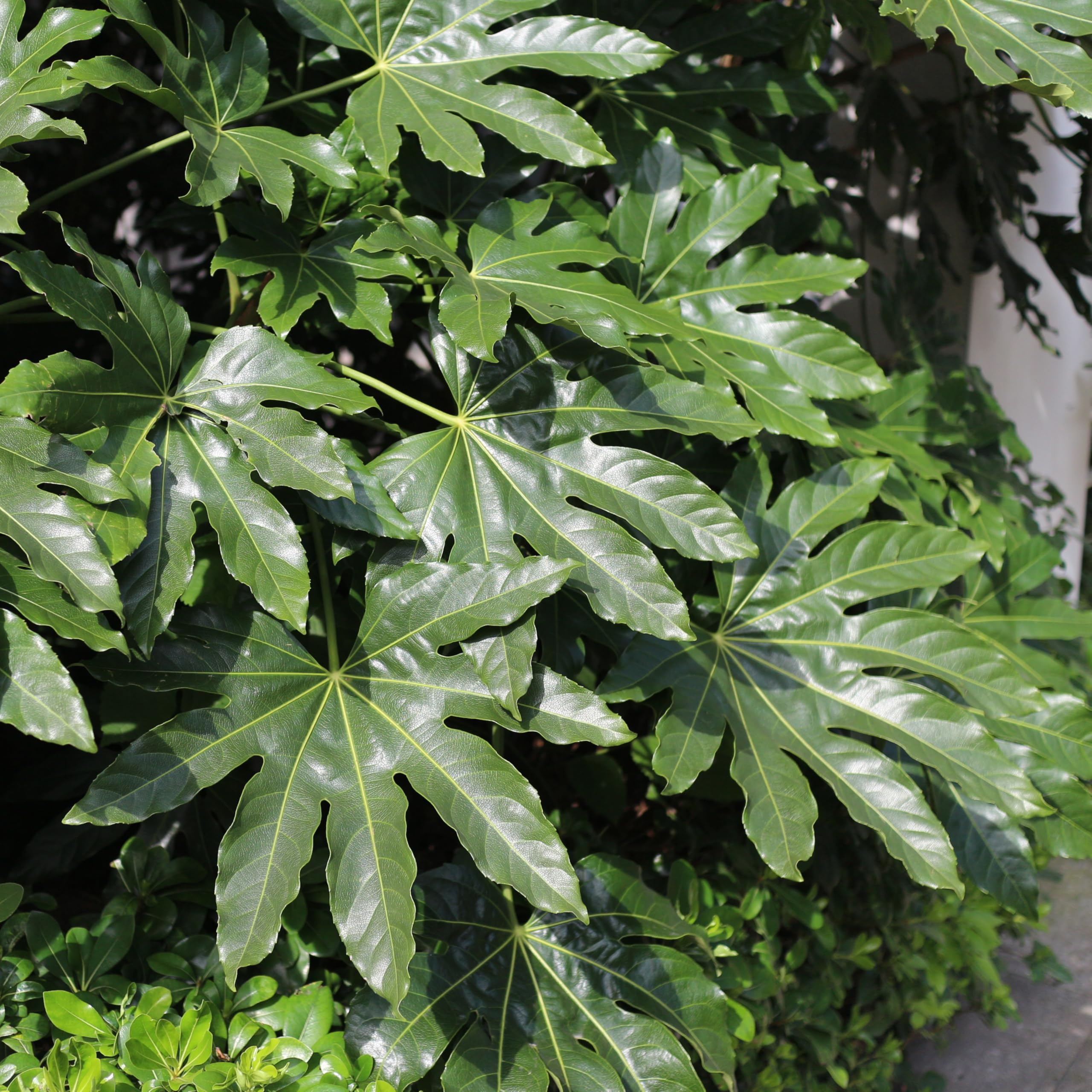 Fatsia Japonica Architectural Evergreen Shrub with Glossy Palmate Foliage Robust Hardy Low-Maintenance Instant Impact Tropical Garden 1X or 3X 9cm Pot by Thompson and Morgan
