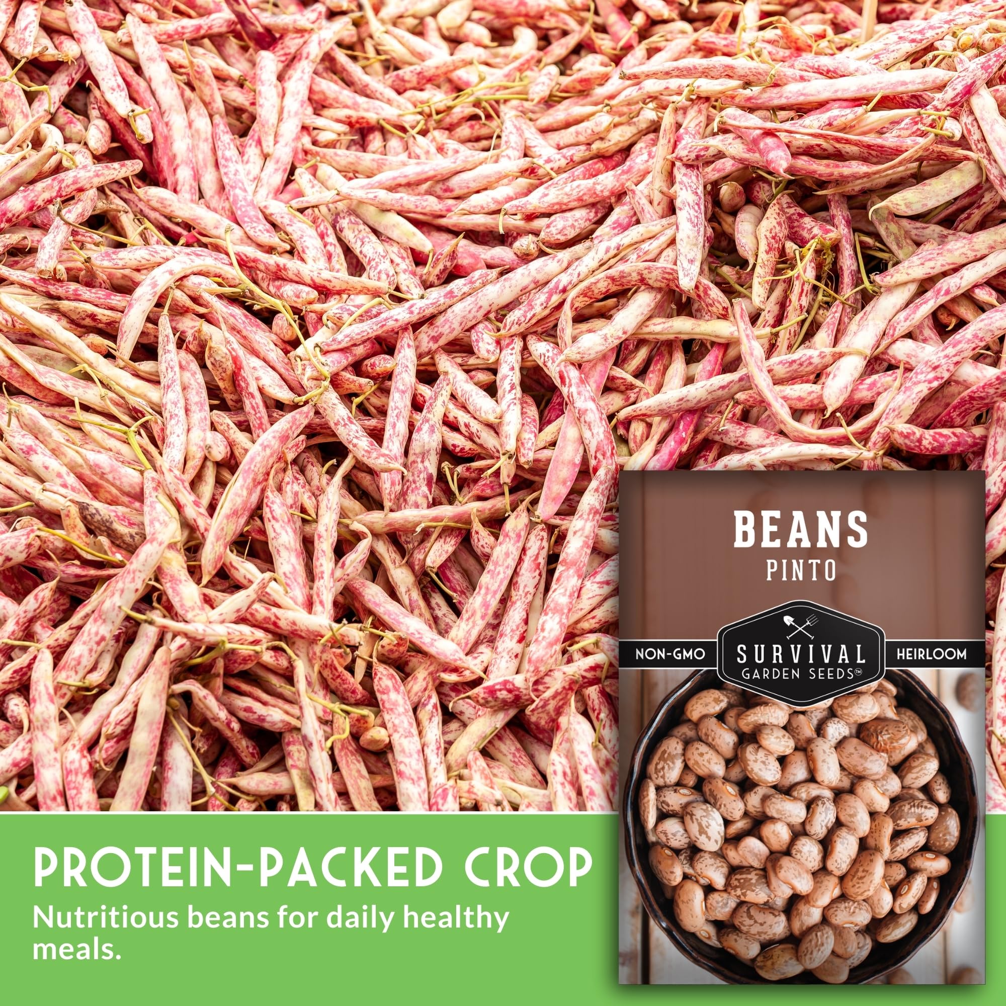 Amazon.com : Pinto Bean Seeds for Planting - Heirloom Dry Beans