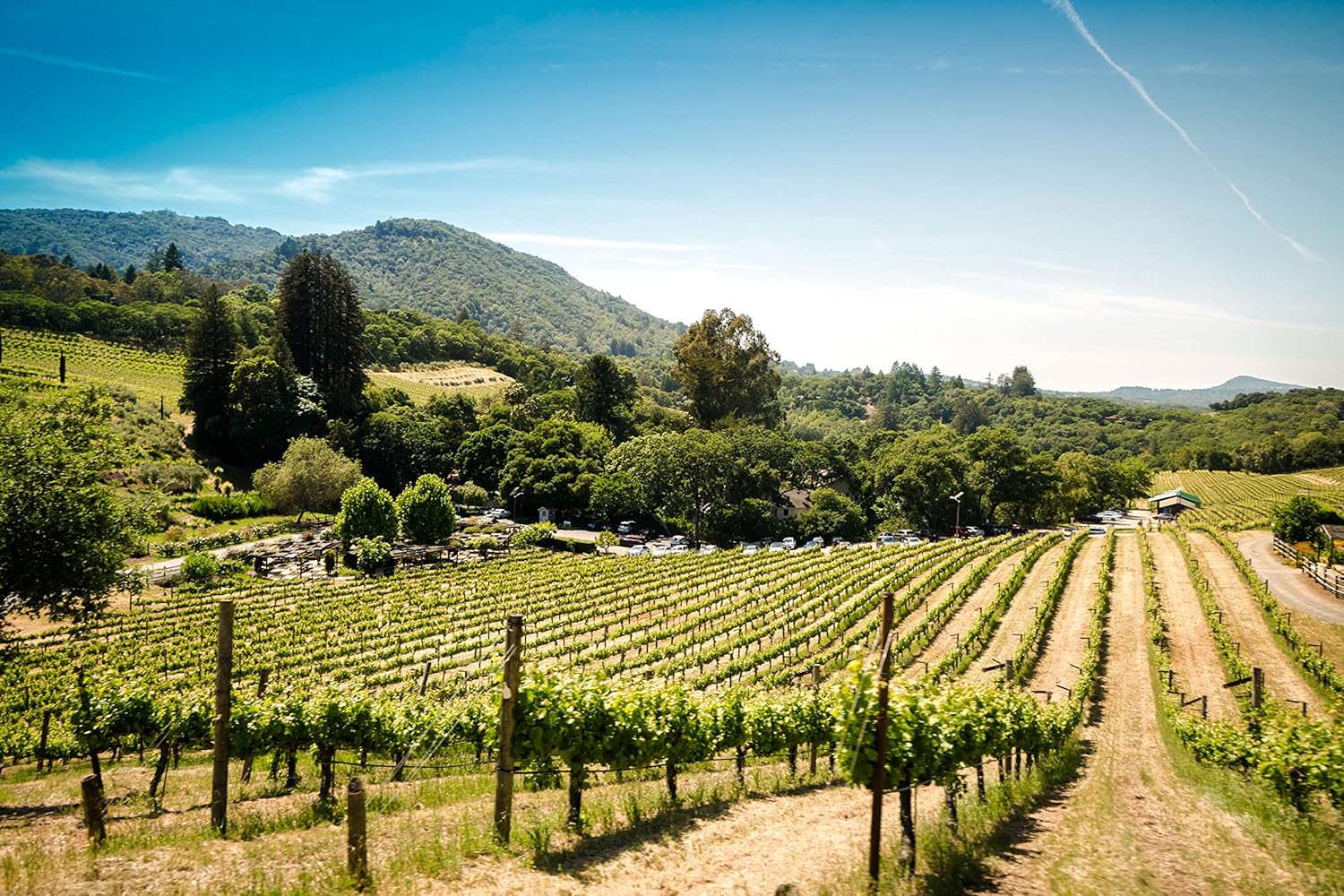 Trees of Wine Country | Collection of 5 Live Tree Seedlings | The Jonsteen Company