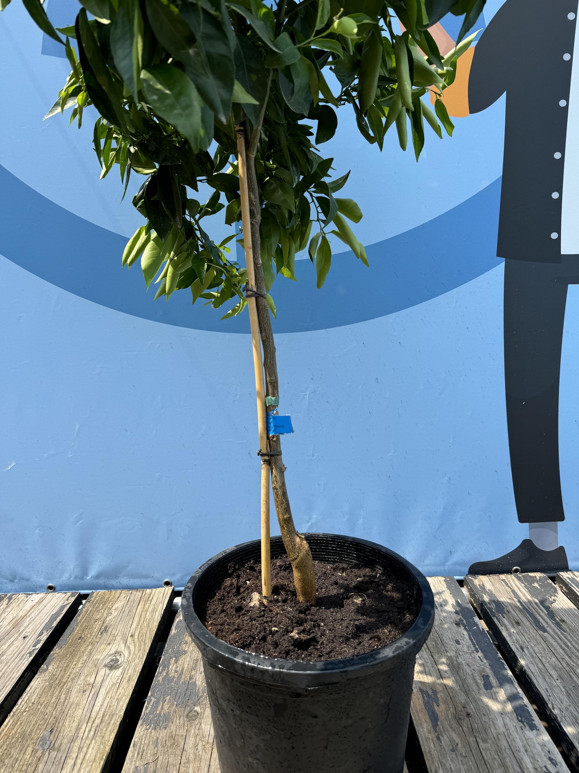 Mandarynka Citrus Reticulata drzewo śródziemnomorskie kwitnące owoce jadalne 150cm doniczka