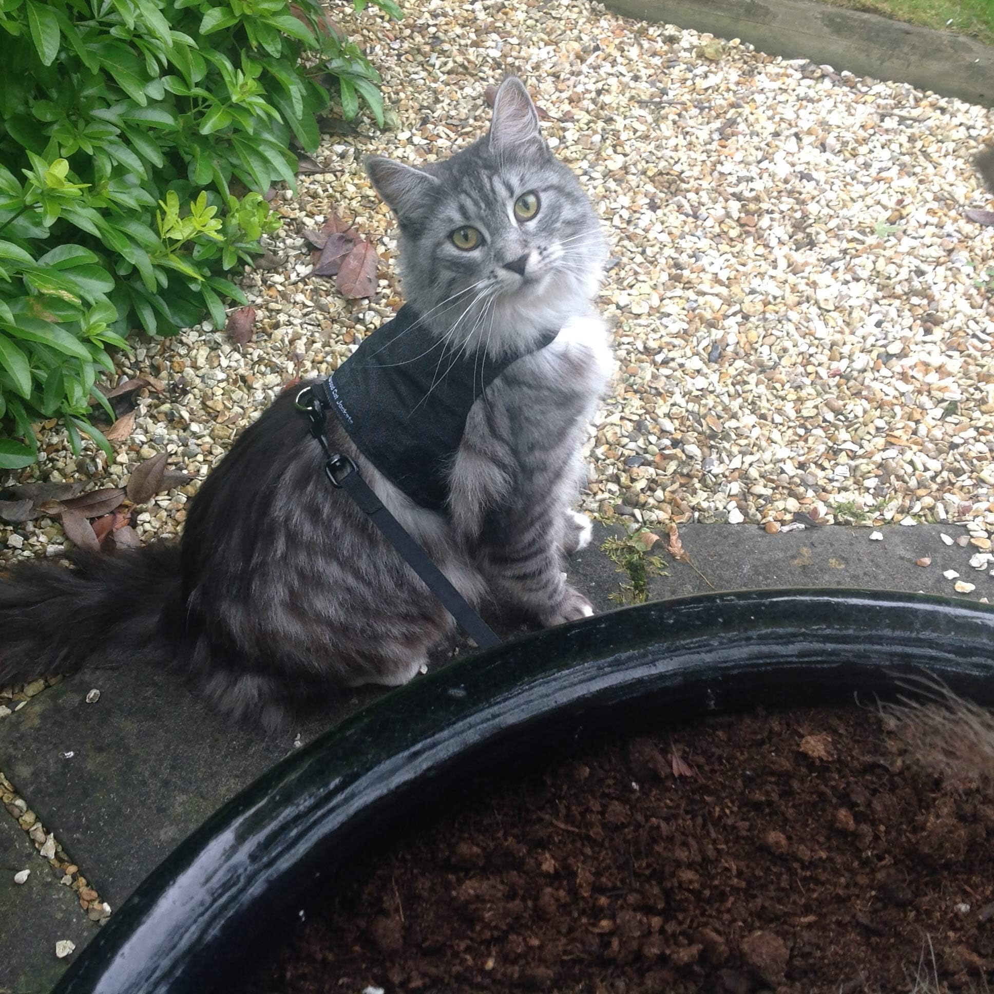 Mynwood Cat Jacket/Harness Blue Adult Cat Pet Supplies