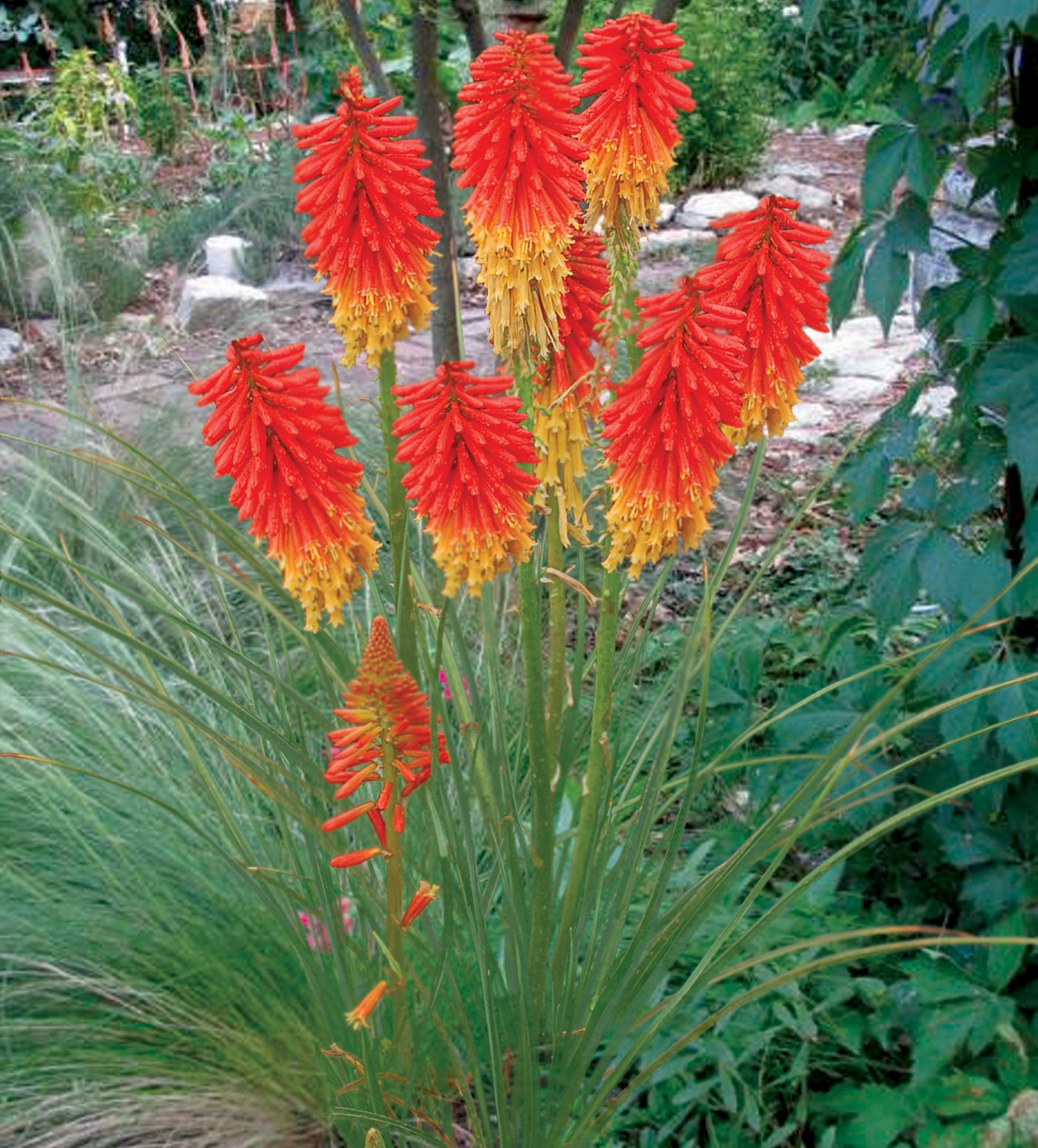 Stauden Gänge 5 x Kniphofia 'Papaya Popsicle' Fackellilie winterhart | Fackellilie – winterharte Staude & Dauerblüher für sonnige Beete, mehrjährig, bienenfreundlich, 1 L Topf (11x11 cm)