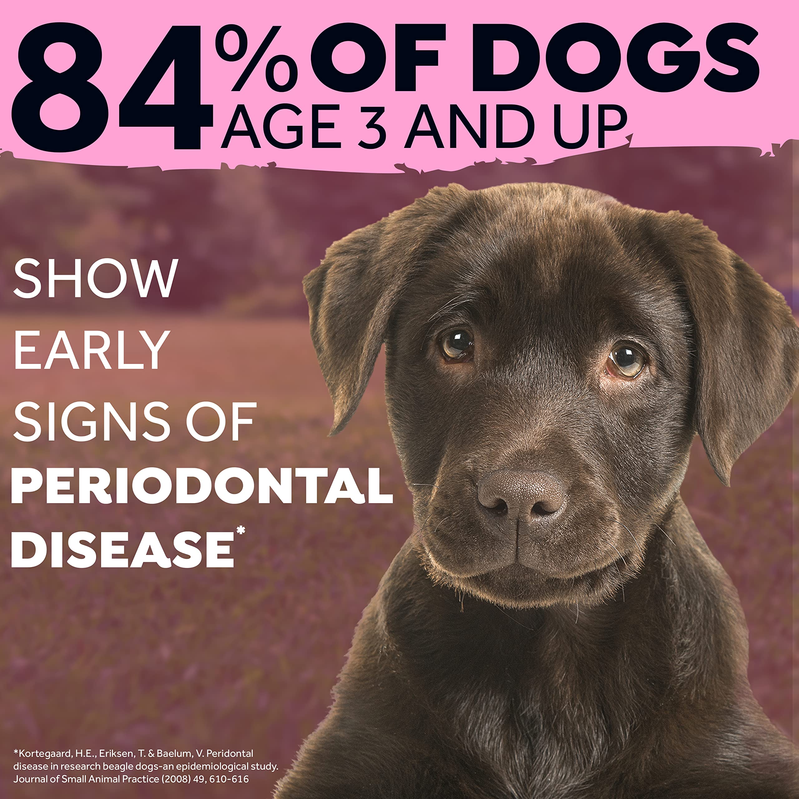 Are Dogs Mouth Really Cleaner Than Humans