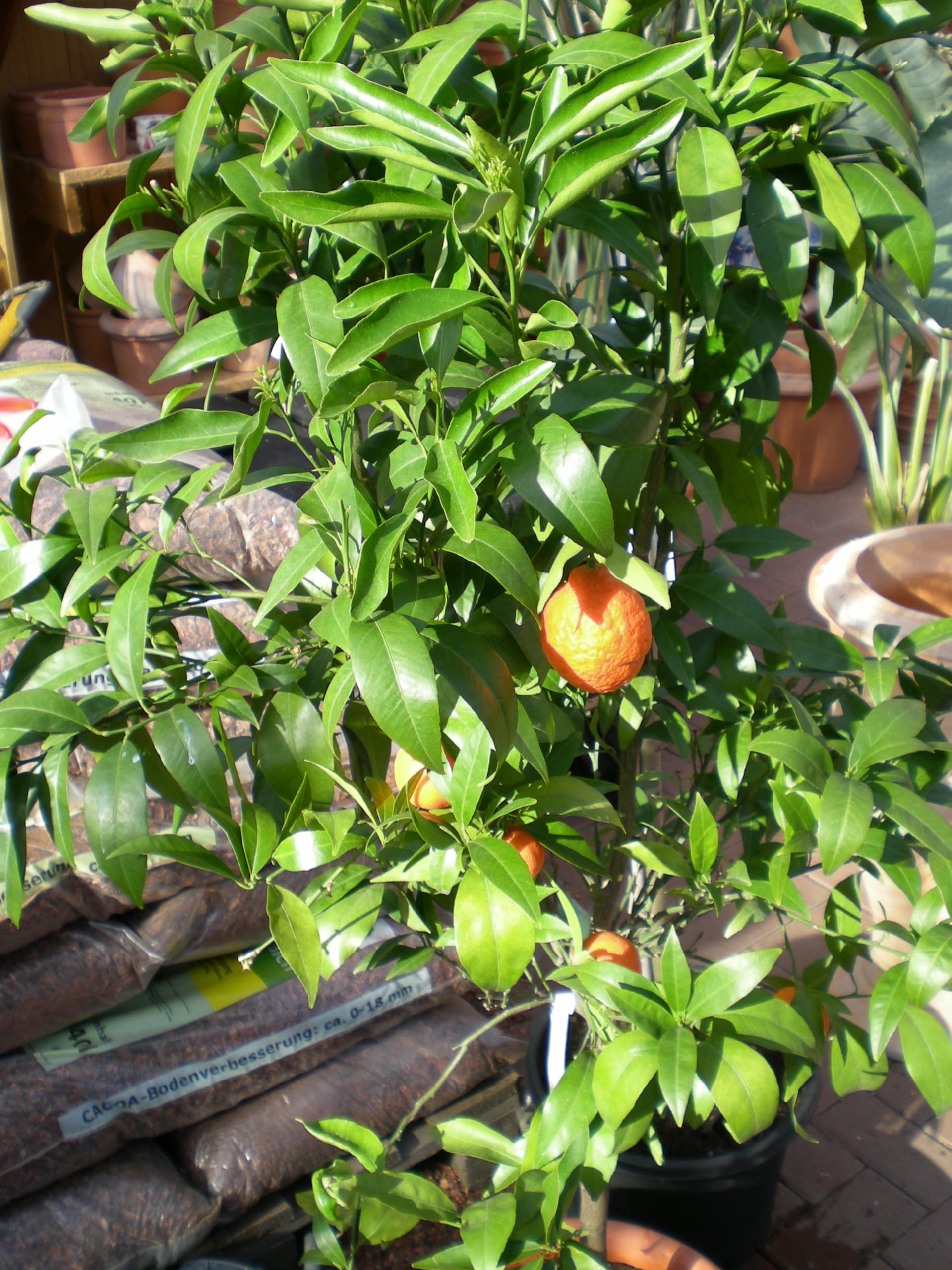 Mediterrano - Fertilizzante per agrumi, fertilizzante per limoni, 3 kg