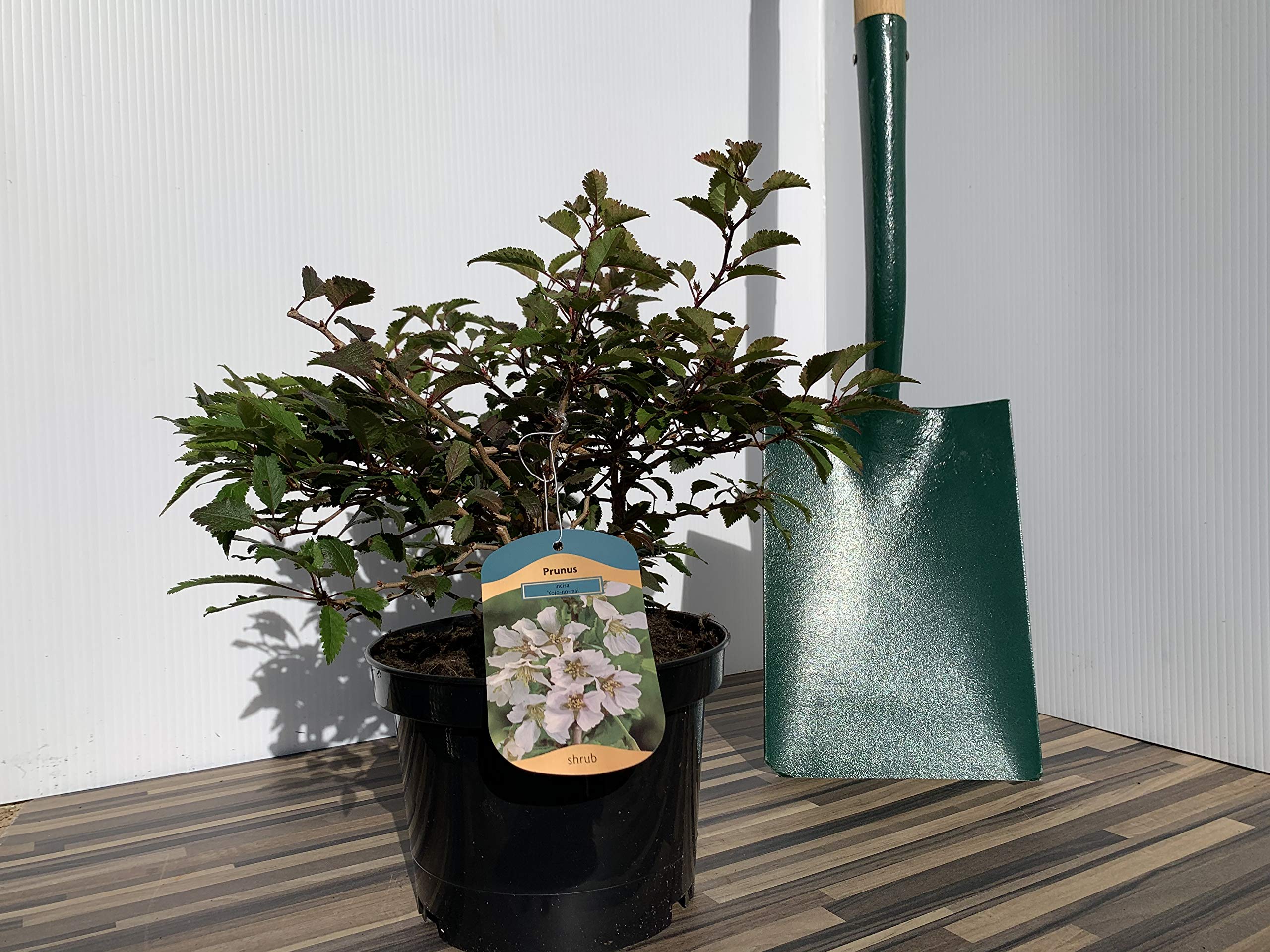 Prunus Kojo-No-Mai Supplied in a 3 Litre Pot