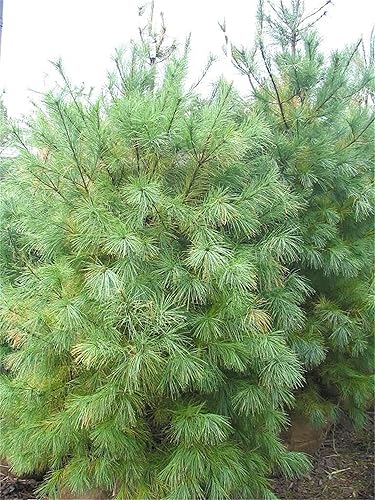 Miniatura 2 de Semillas de árbol de plantas raras 30+ Semillas de pino blanco oriental (Pinus strobus)