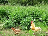 Vista 2 de Plantas de consuelda rusas - Cinco esquejes de corona - Se establecen mucho más rápido y más confiable que los esquejes de raíces - Variedad Bocking