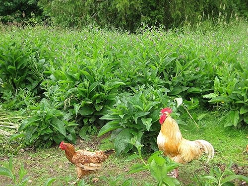 Plantas de consuelda rusa - Tres esquejes de corona - Establecer mucho más rápido y más confiable que los esquejes de raíces - Variedad Bocking 4 -
