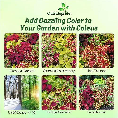 Outsidepride Coleus Fairway Foliage House - Mezcla de semillas de jardĂn o flores - 200 semillas Outsidepride Coleus Fairway Foliage House - Mezcla de semillas de jardĂn o flores - 200 semillas