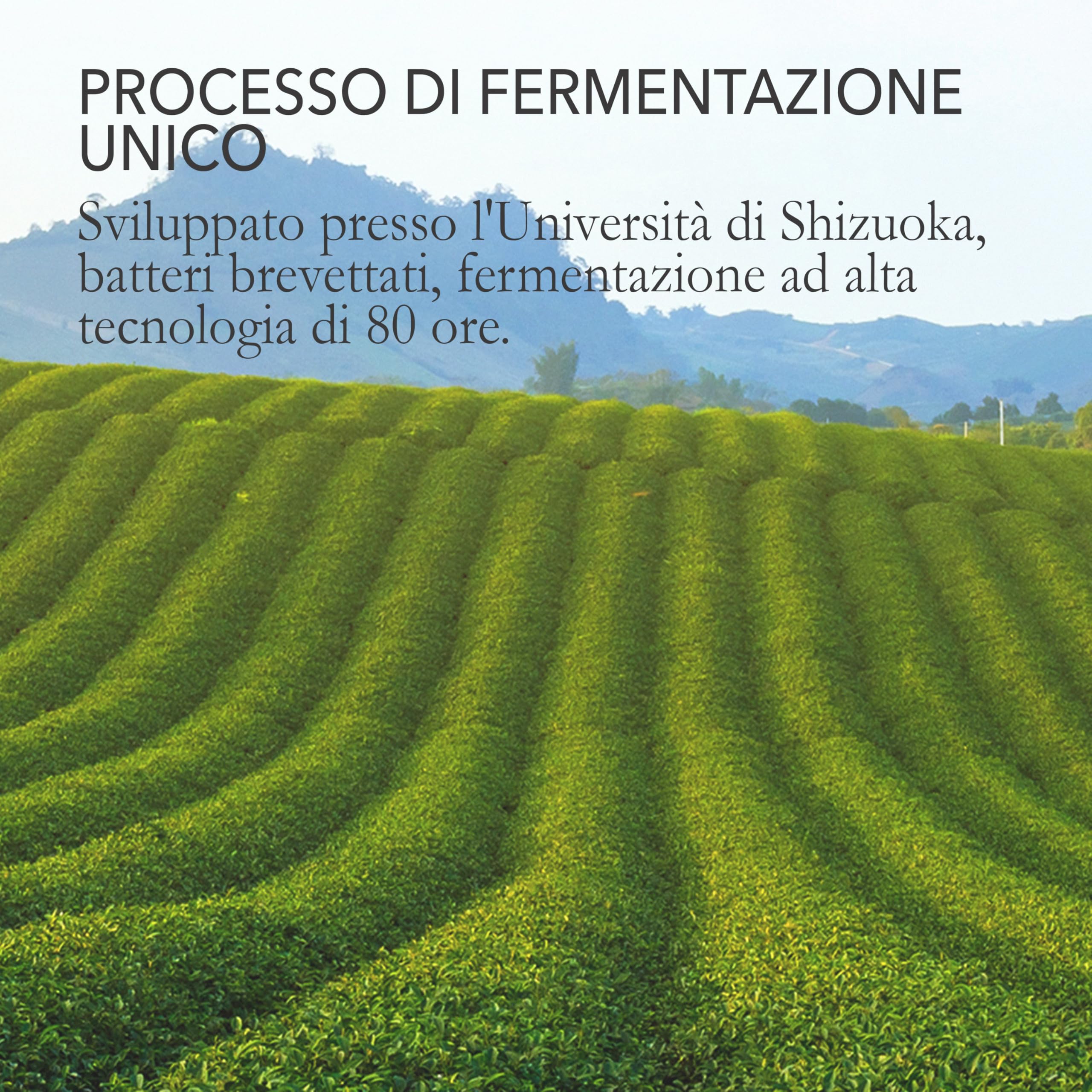 Tè Pu Erh della Japanese Green Tea Co. – 30 bustine di tè verde – autentico tè giapponese – delizioso gusto ricco
