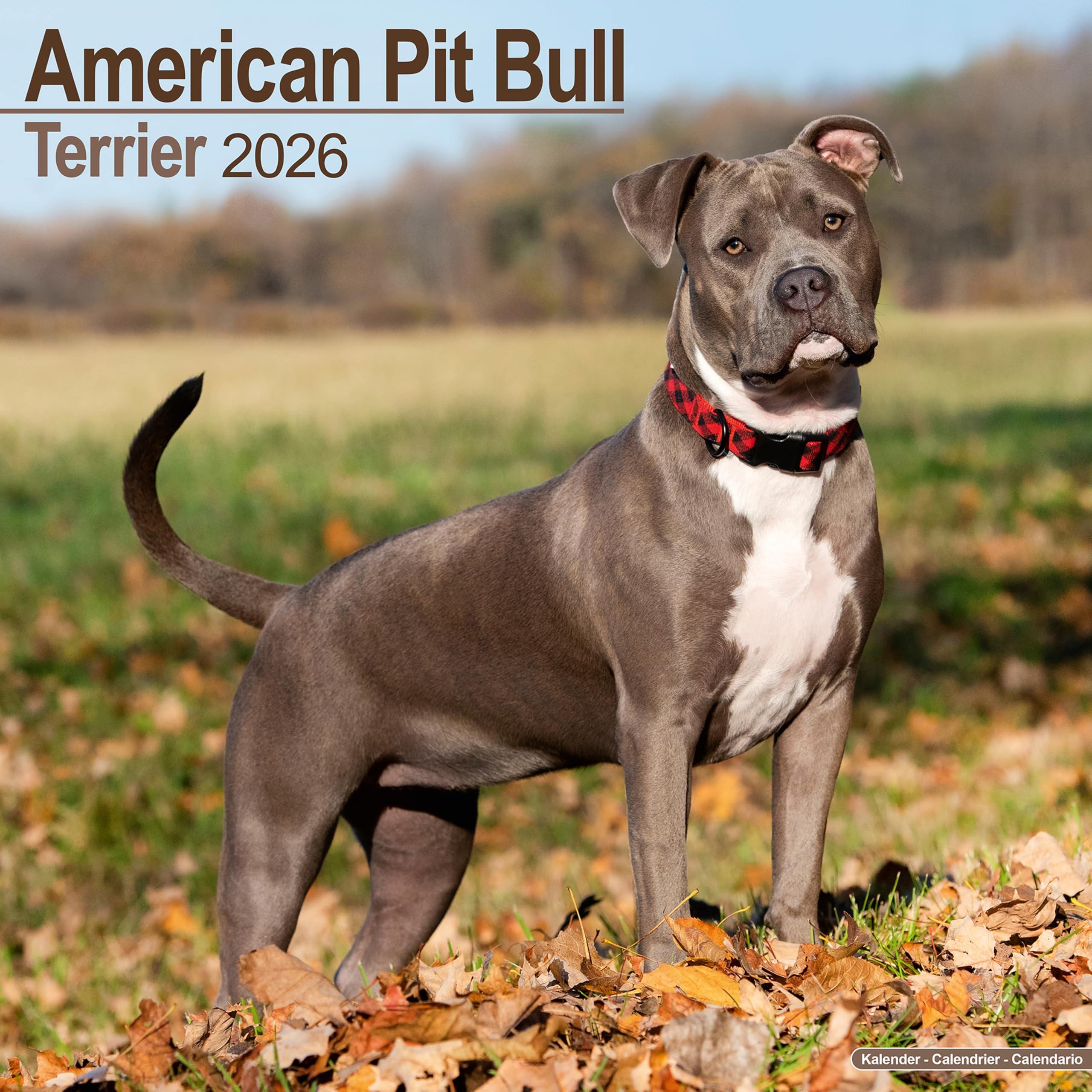 American Pit Bull Terrier 2026 Calendar | Square Wall Calendar | Dog Breed Gift | Plastic Free Packaging | by Avonside Publishing