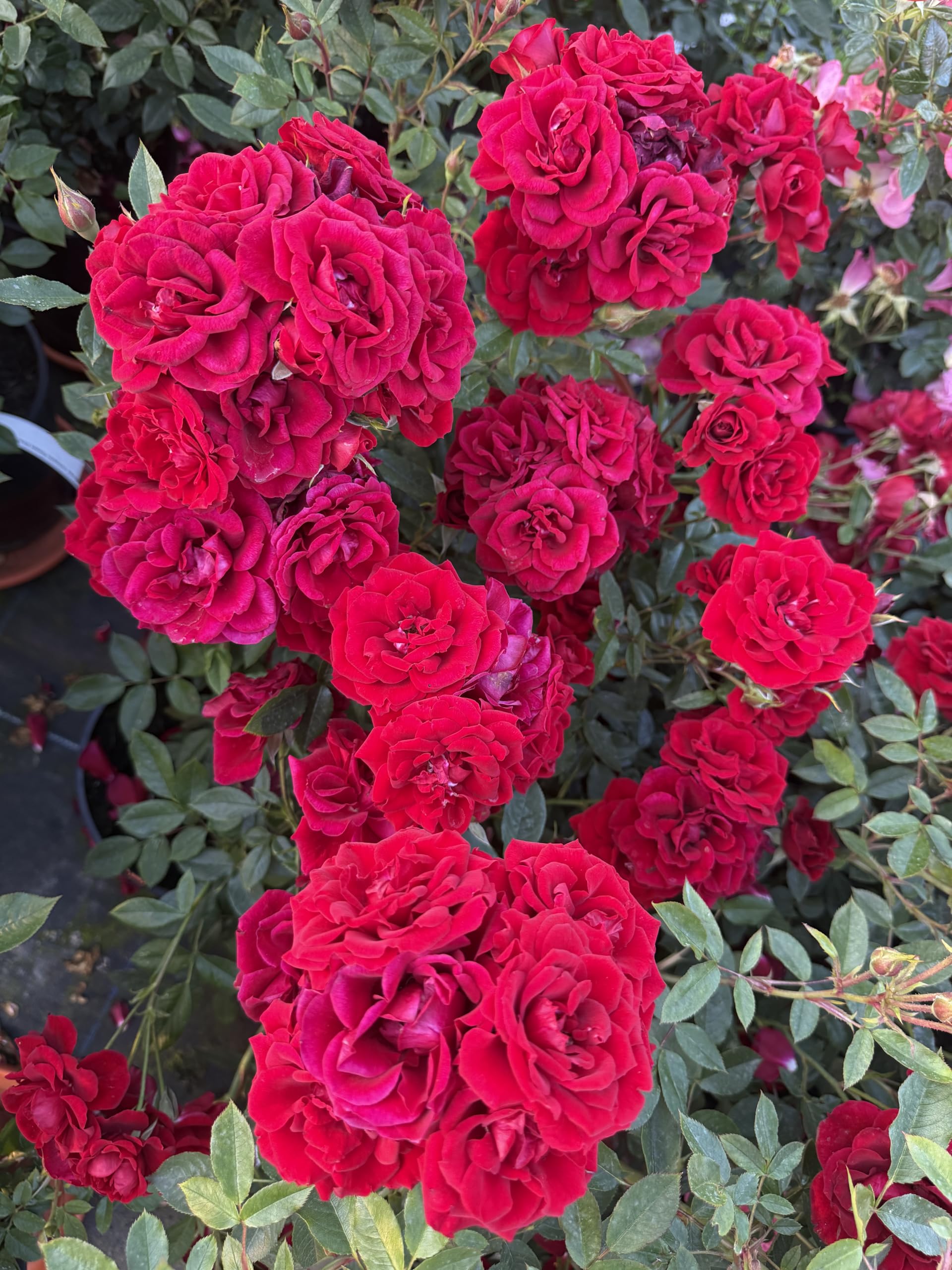 ‘Crimson Sweet Dreams’ – 4L Potted Patio Rose – Crimson Red Blooms – Lovely Gift Idea