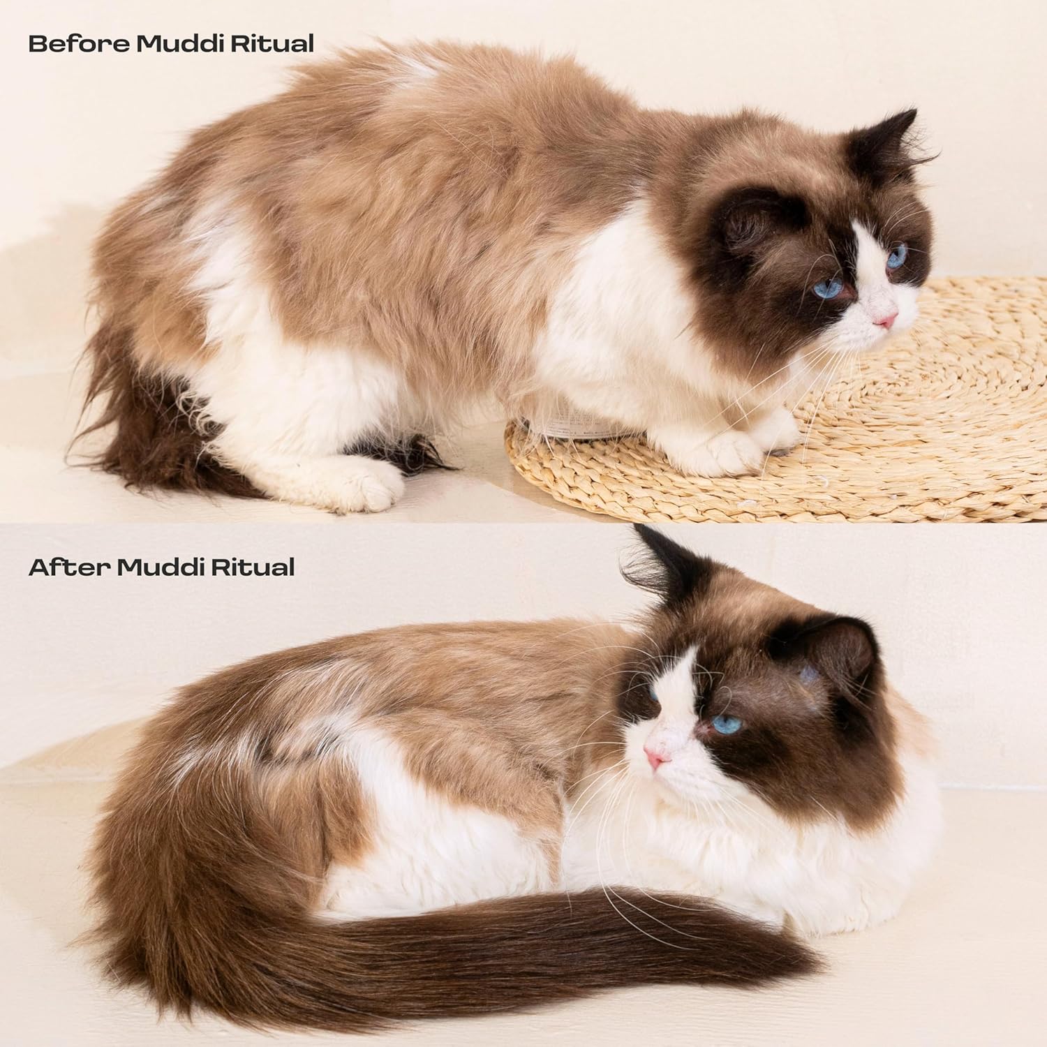 Cat Rinse-Free Towel Cleanse Shampoo & Conditioner with Bath Mitt - Image 3