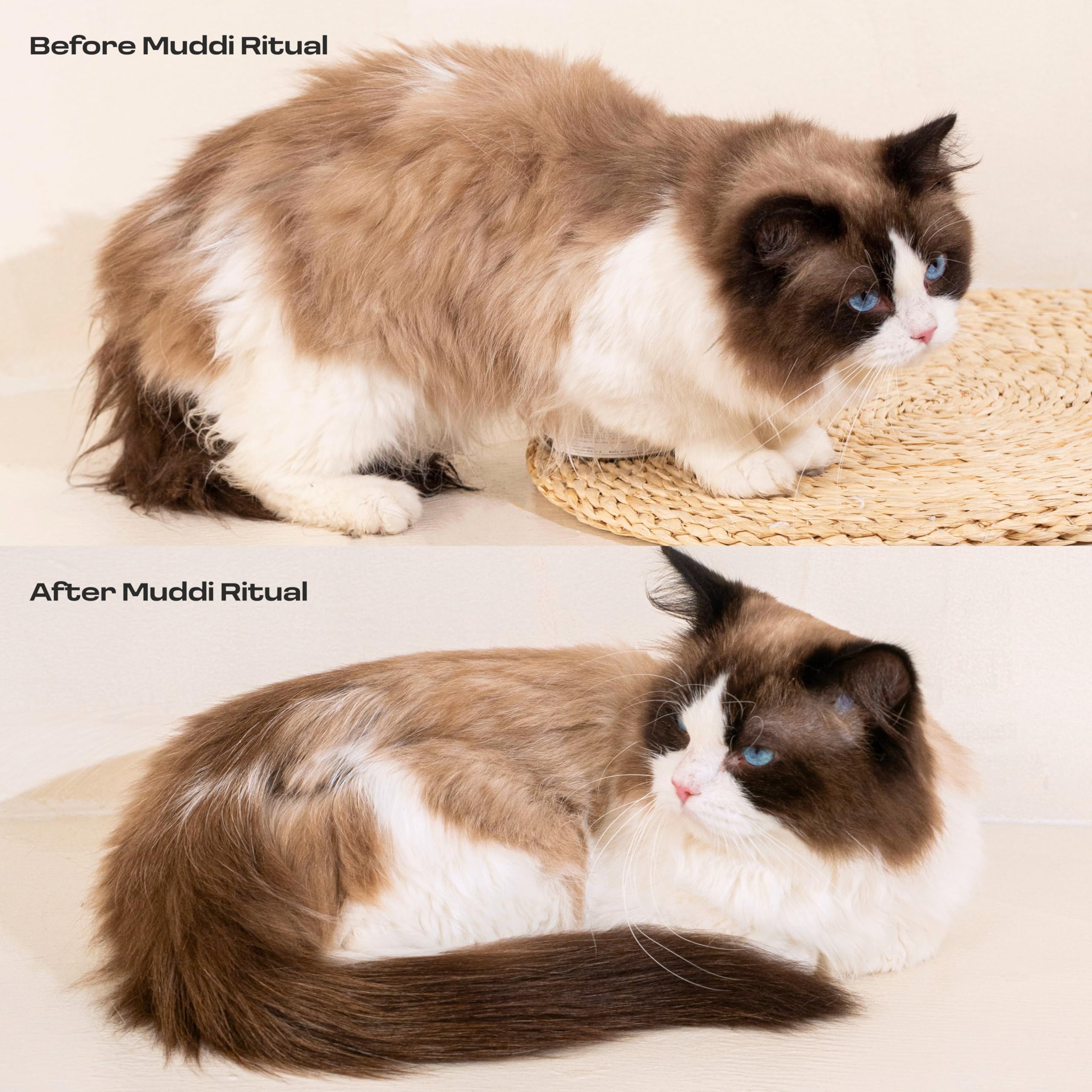 Cat Concentrated Waterless Rinse-Free Shampoo & Conditioner with Bath Mitt – Sensitive Skin, Stress & Itch Relief Gentle Leave-in Serum – 98.65% Naturally Derived-Dry Shampoo for Cats–8×10ml - image 5