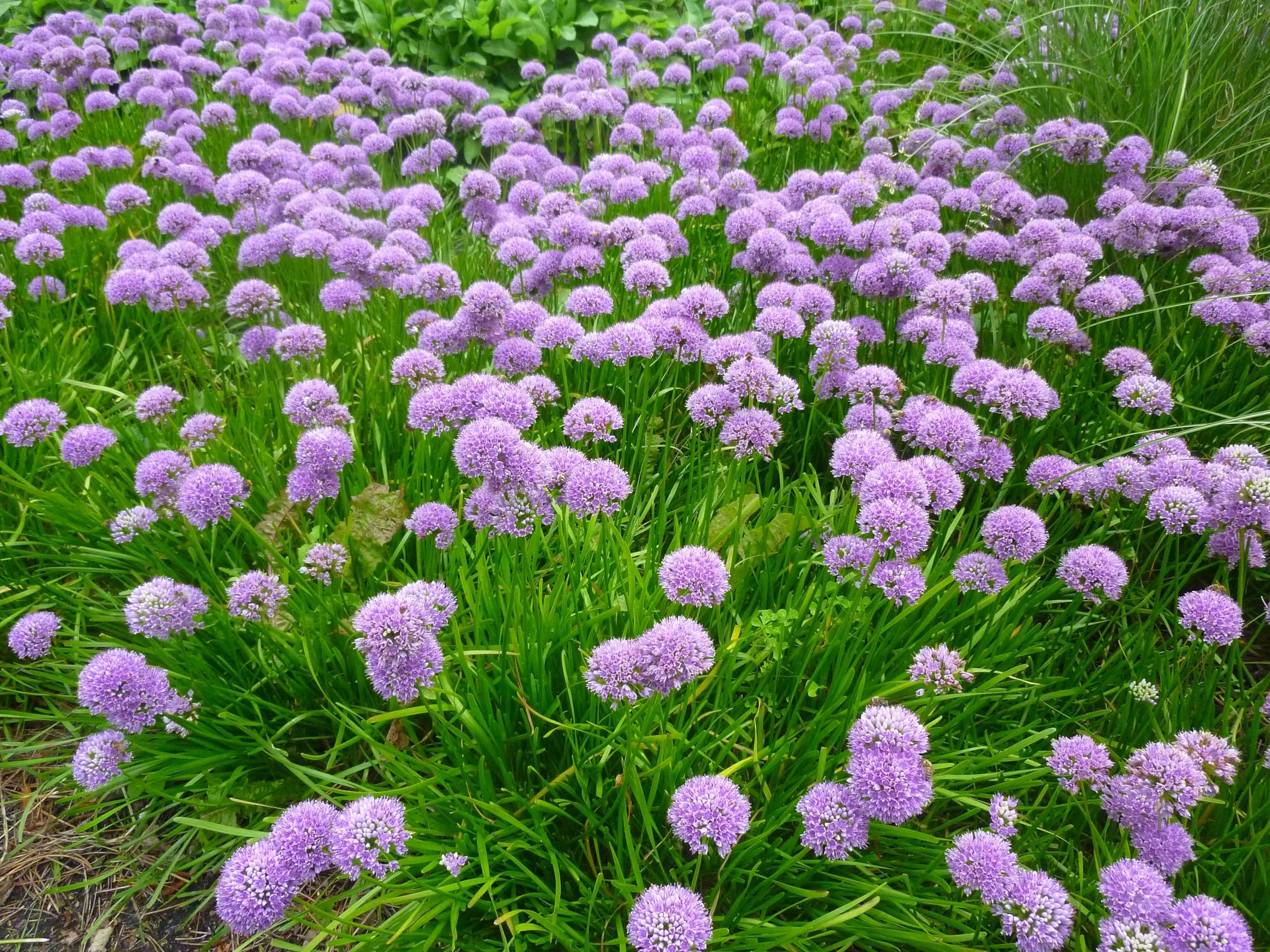 Stauden Gänge 5 x Allium 'Millenium' Zierlauch winterhart | Zierlauch 'Millenium' – winterharte Staude & Bienenweide mit Blütenkugeln, mehrjährig, 1 L Topf (11x11 cm)