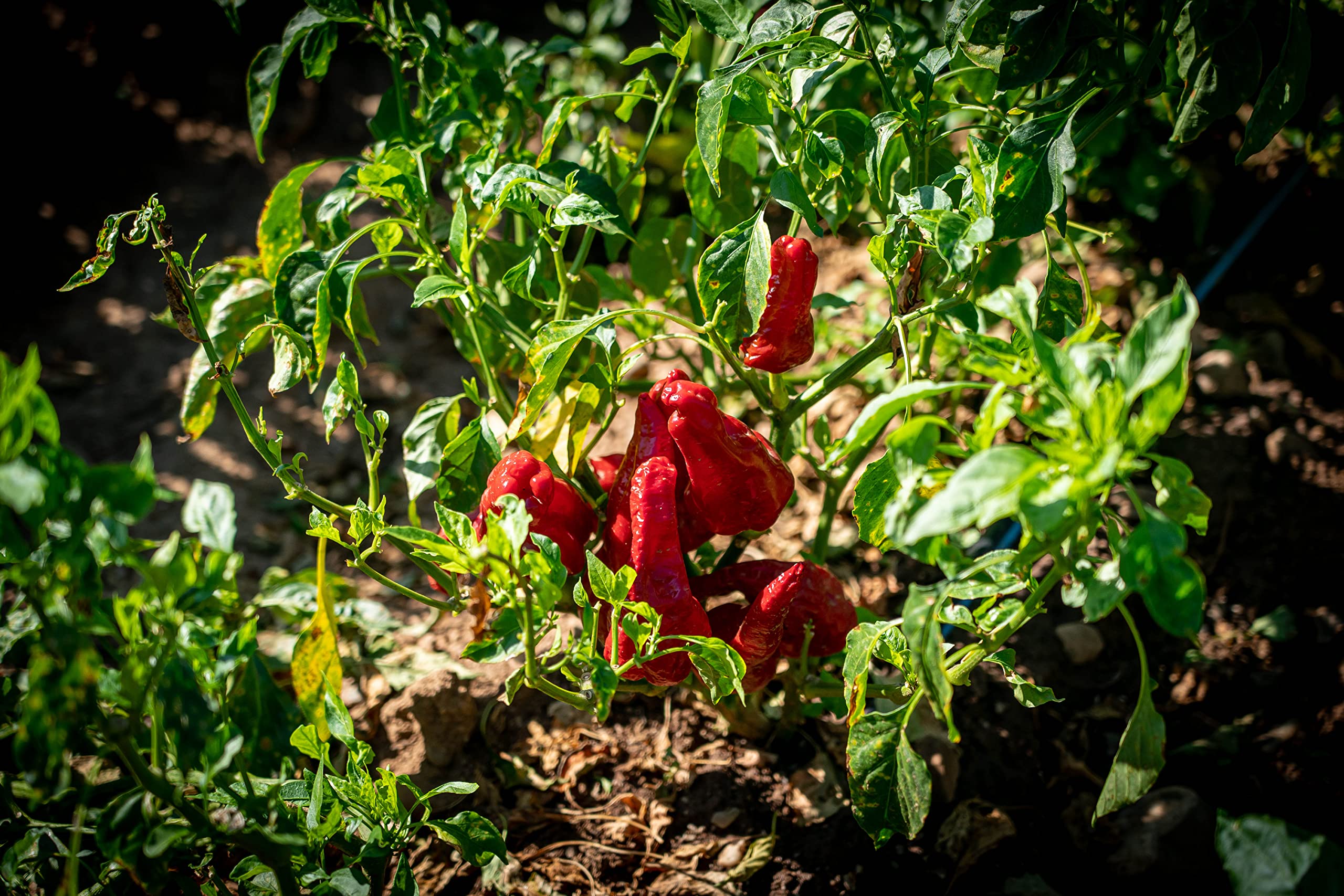 Peperoni Cruschi 25gr di Senise IGP | poivrons croquants de Senise