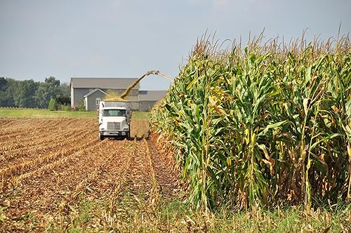 Miniatura 3 de Semillas de maíz White Silver King Dent - 1 libra a granel - para 2024 semillas de harina de alimentación de ensilaje de campo polinizado abierto