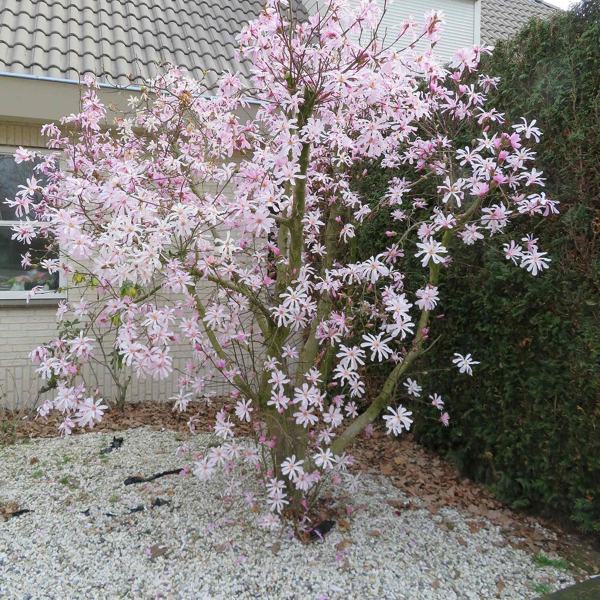 Marshalls Garden Magnolia 'Leonard Messel' - RHS Award-Winning Compact Tree/Shrub with Pink Star-Like Blooms 9cm Plant