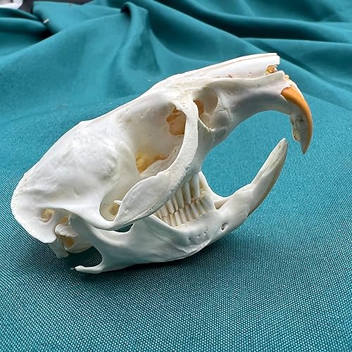 Miniatura 3 de CLLOEAT Venta al por mayor 123510 piezas de calaveras de animales reales de taxidermia, muestras de huesos reales, suministros de arte de hueso,