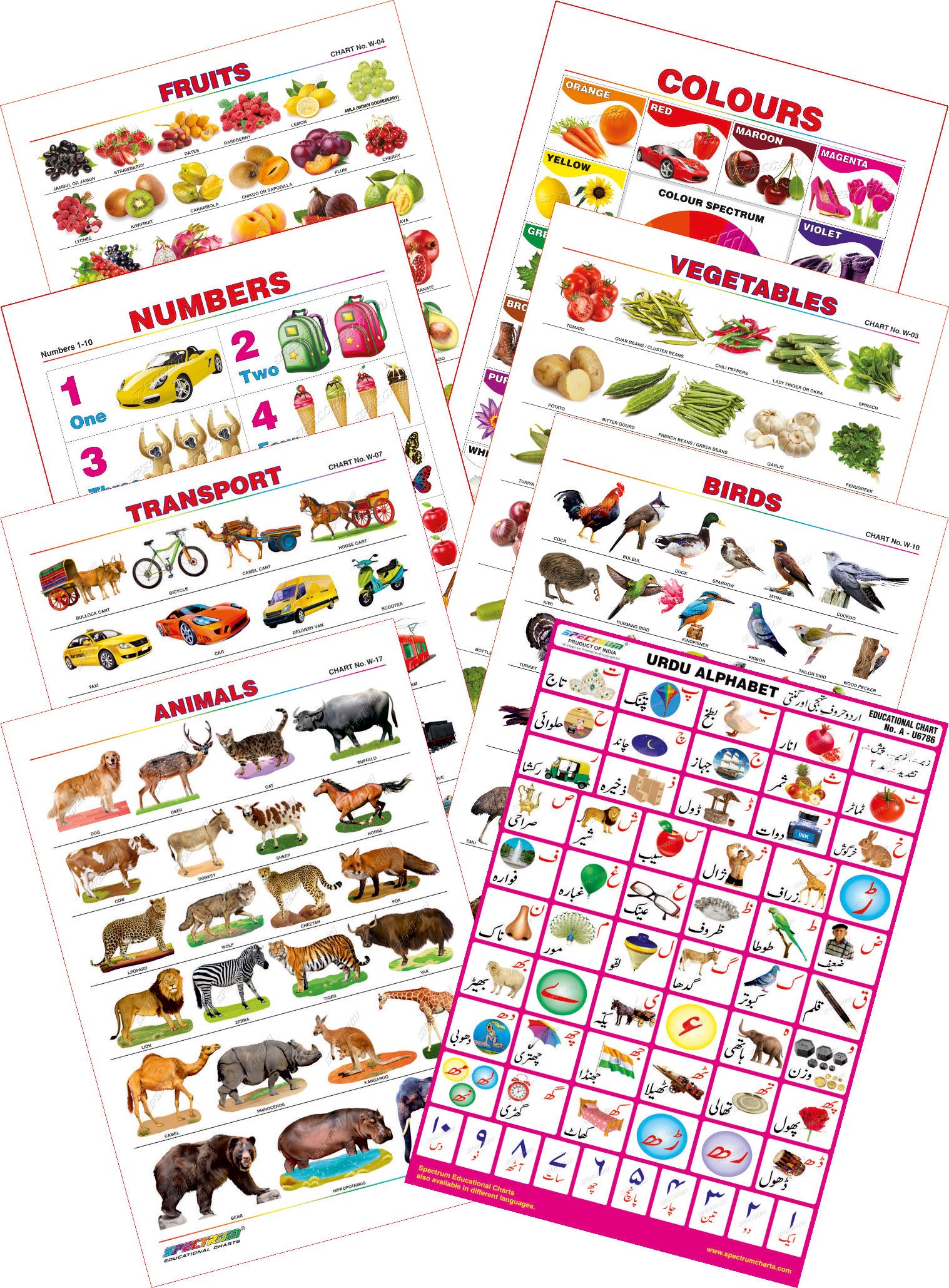 Spectrum Educational Mini Wall Chart (Set of 8) : Set 21 ( Urdu Alphabets , Colours , Birds , Fruits , Vegetables , Transport , Animals & Numbers 1 to 10 )-picture-26
