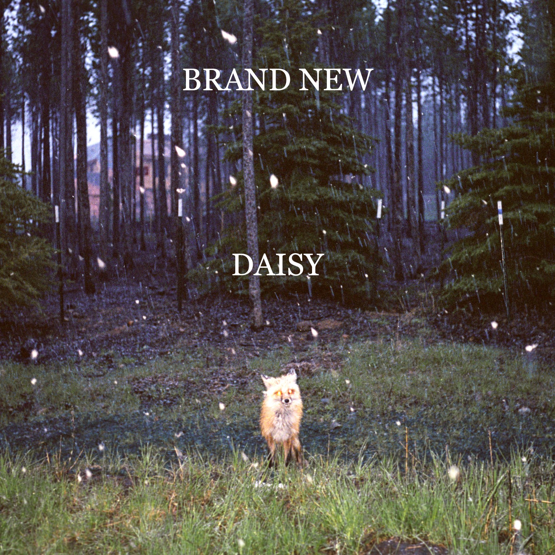 CD付き Daisy bag (Paperback + Audio CD) 91iRfyJ6whL.jpg