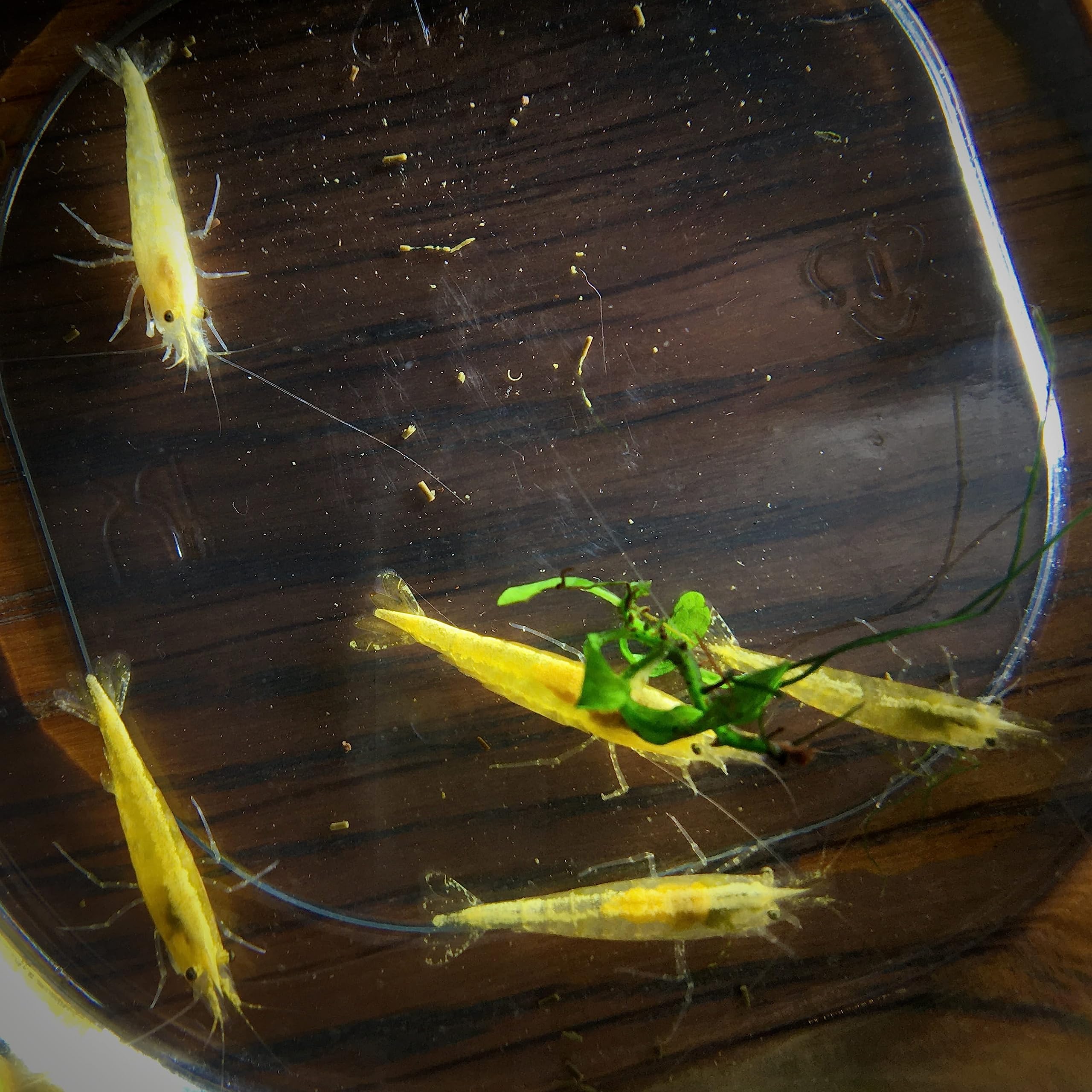 Lot de 12 Crevettes Jaune Néon pour Aquarium d'eau Douce | Crevettes élevées en Bretagne, France, en aquarium et uniquement dans de l'eau du robinet. Expédition rapide et sécurisée