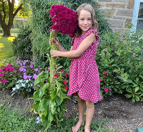 Miniatura 2 de Gigante Red Celosia Cockscomb de Monticello Semillas Premium para Plantar Paquete
