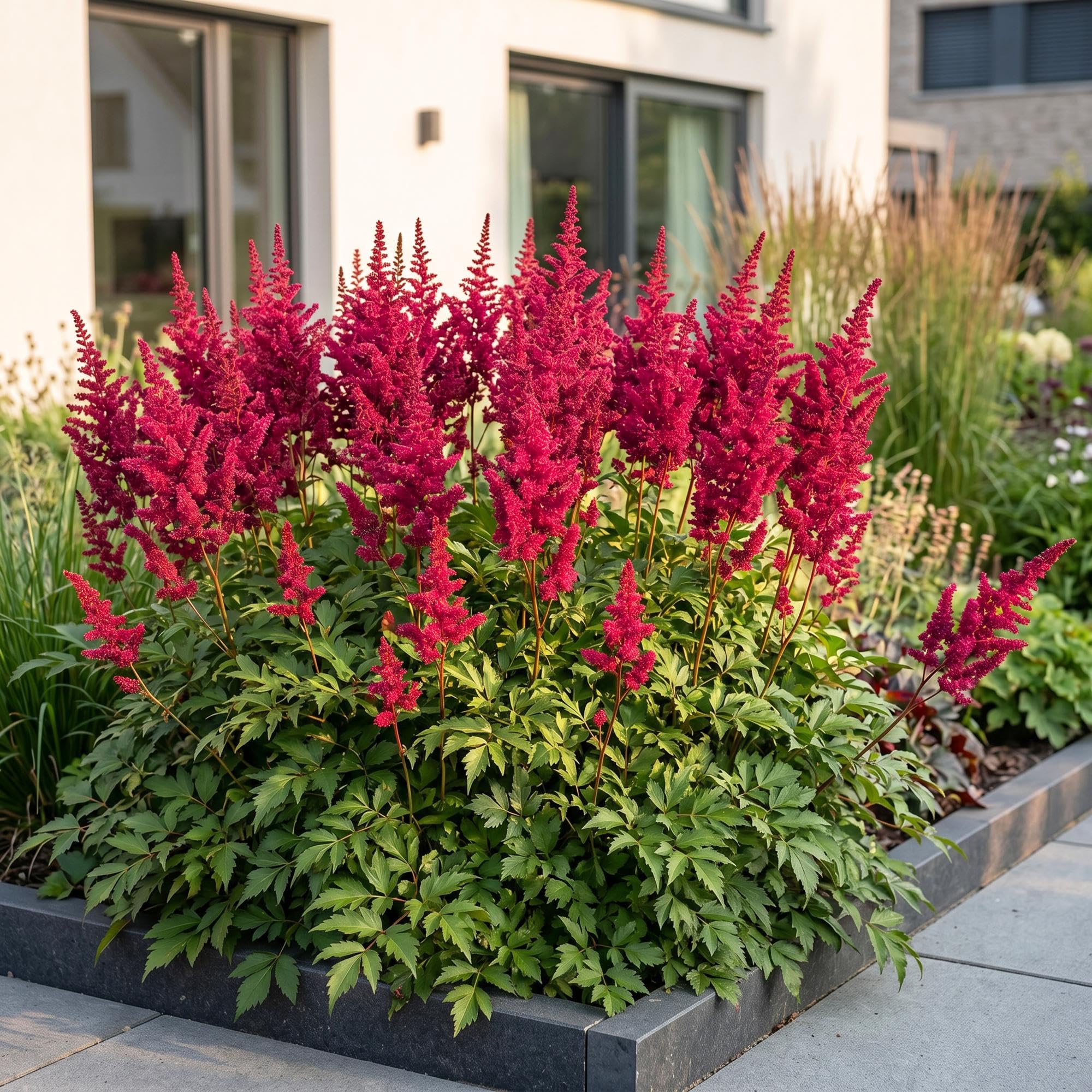Piante Perenni Astilbe Fanal da Ombra, Rosso, Set da 12, Vaso 11cm