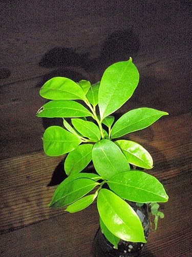 Miniatura 4 de Guanabana Planta de 1 año en maceta con tierra, 5-6 pulgadas de alto, 4-6 hojas, planta frutal comestible Guanábana exótica Annona muricata