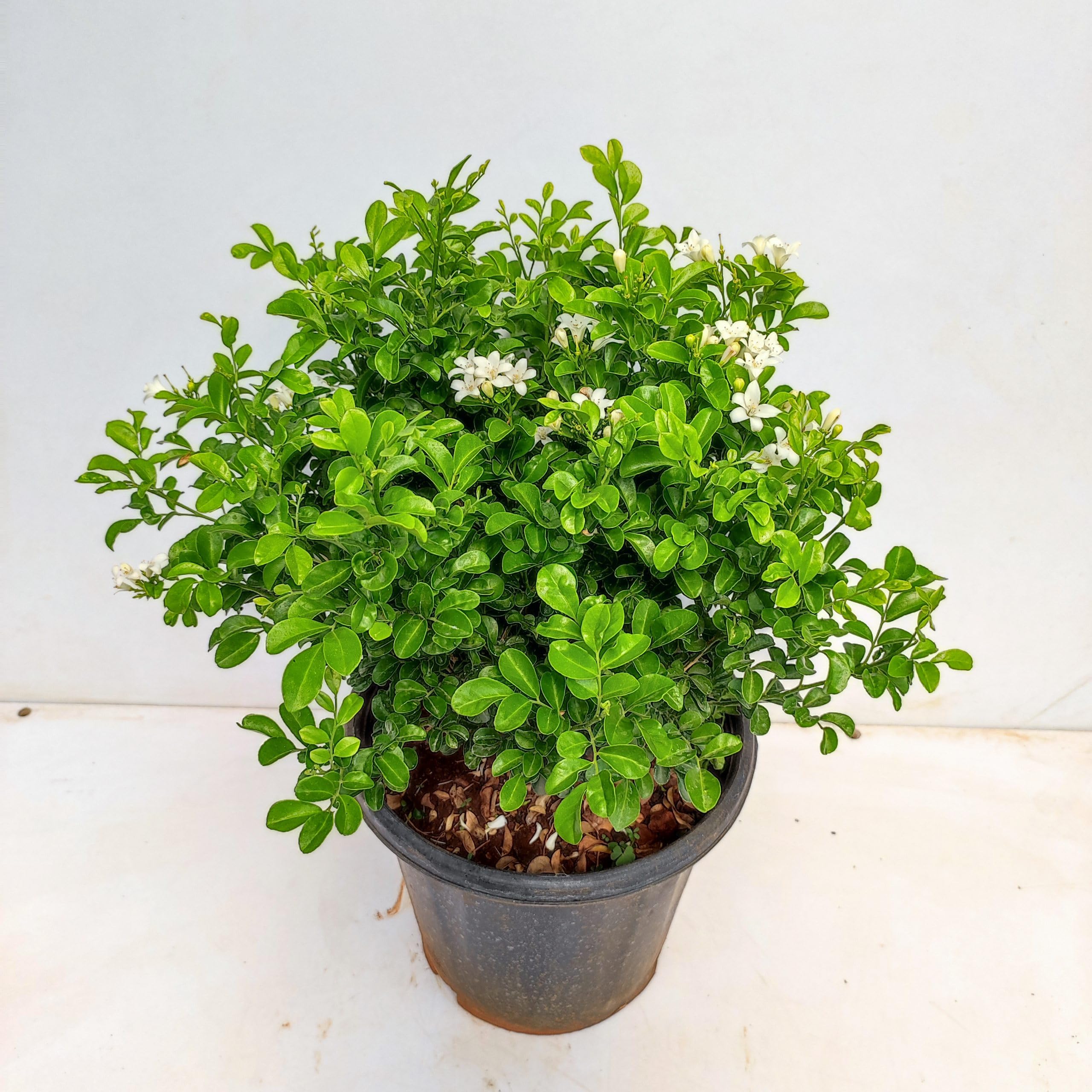 Mphmi Live Plant Nursery NCR Plants Satin Wood/Madhu Kamini Plant - Flowering Shrubs Flowers Garden Live Plant Nursery Indoor Outdoor Living Plants (B0C3XL614N) Amazon Price History, Amazon Price Tracker