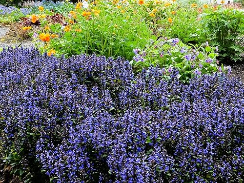 Miniatura 2 de Greenwood Nursery Plantas vivas de cobertura del suelo  Muffin de arándanos Bugleweed + Ajuga Reptans  Cantidad 1 maceta de pinta  (Haga clic para