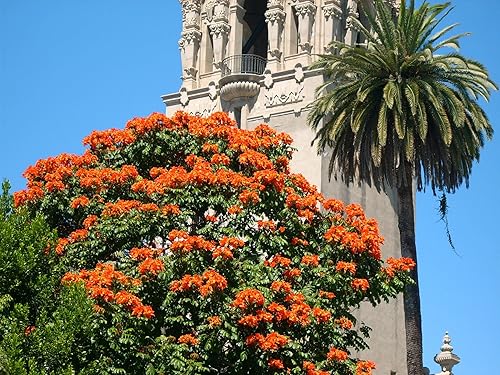 Miniatura 2 de 15 Tulipán africano ROJO (Árbol de fuegoLlama del BosqueÁrbol Fuente) Spathodea Companulata Seeds