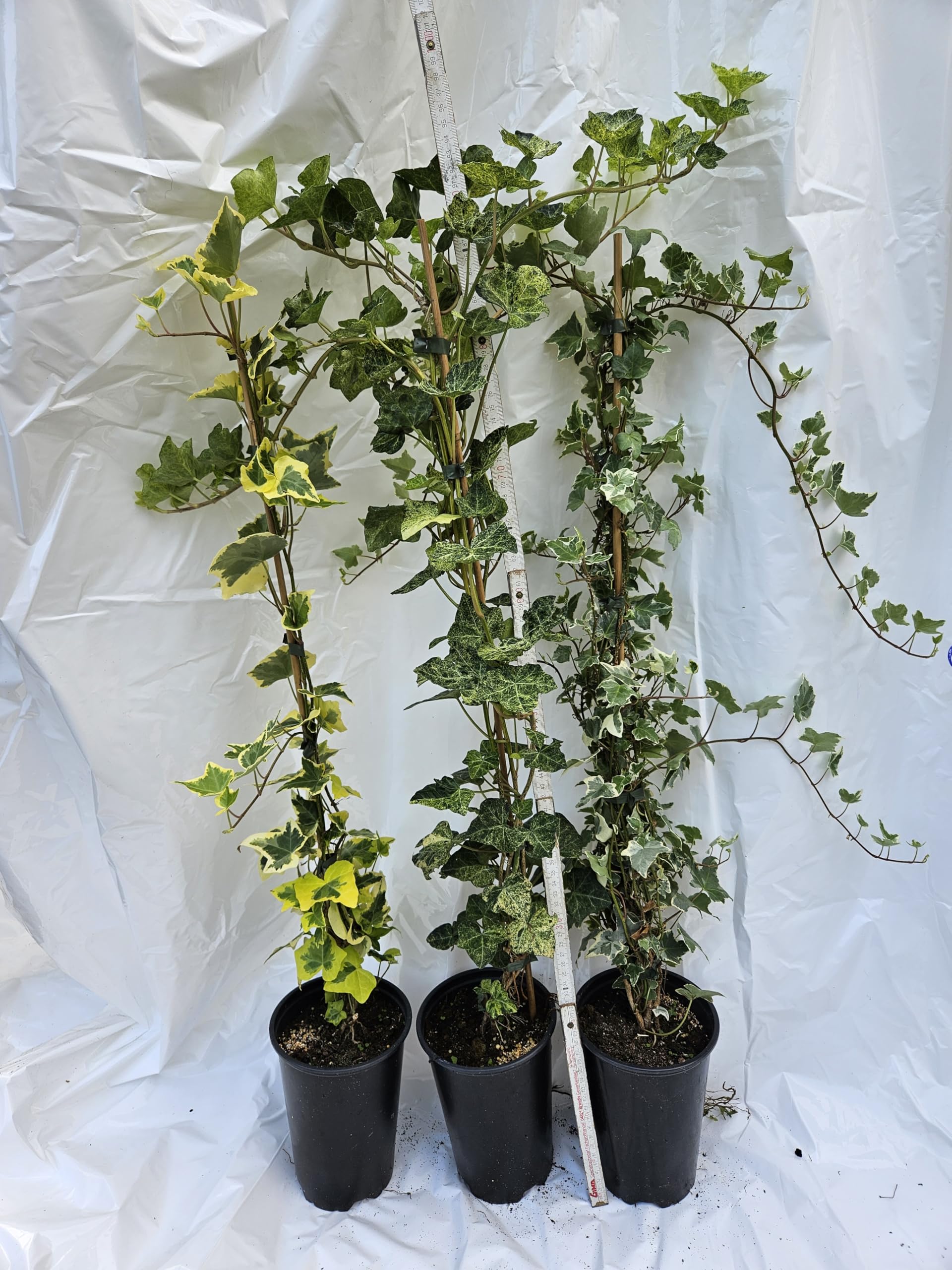 Hedera buntlaubig Mix, 3 Tpfe verschiedene buntlaubige Efeu Sorten,  winterhart und immergrn, GRTNERQUALITT, EIGENE PRODUKTION, direkt vom  Erzeuger : Amazon.de: Garten