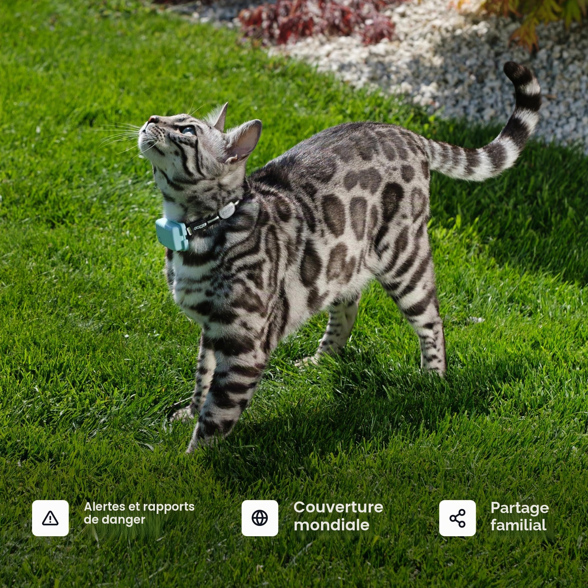 Tractive Collier de Suivi GPS Intelligent pour Chat | Localisation en Temps Réel et Surveillance de la Santé pour Chats de 2,9 kg et Plus | Historique du Territoire et de la Localisation | Batterie